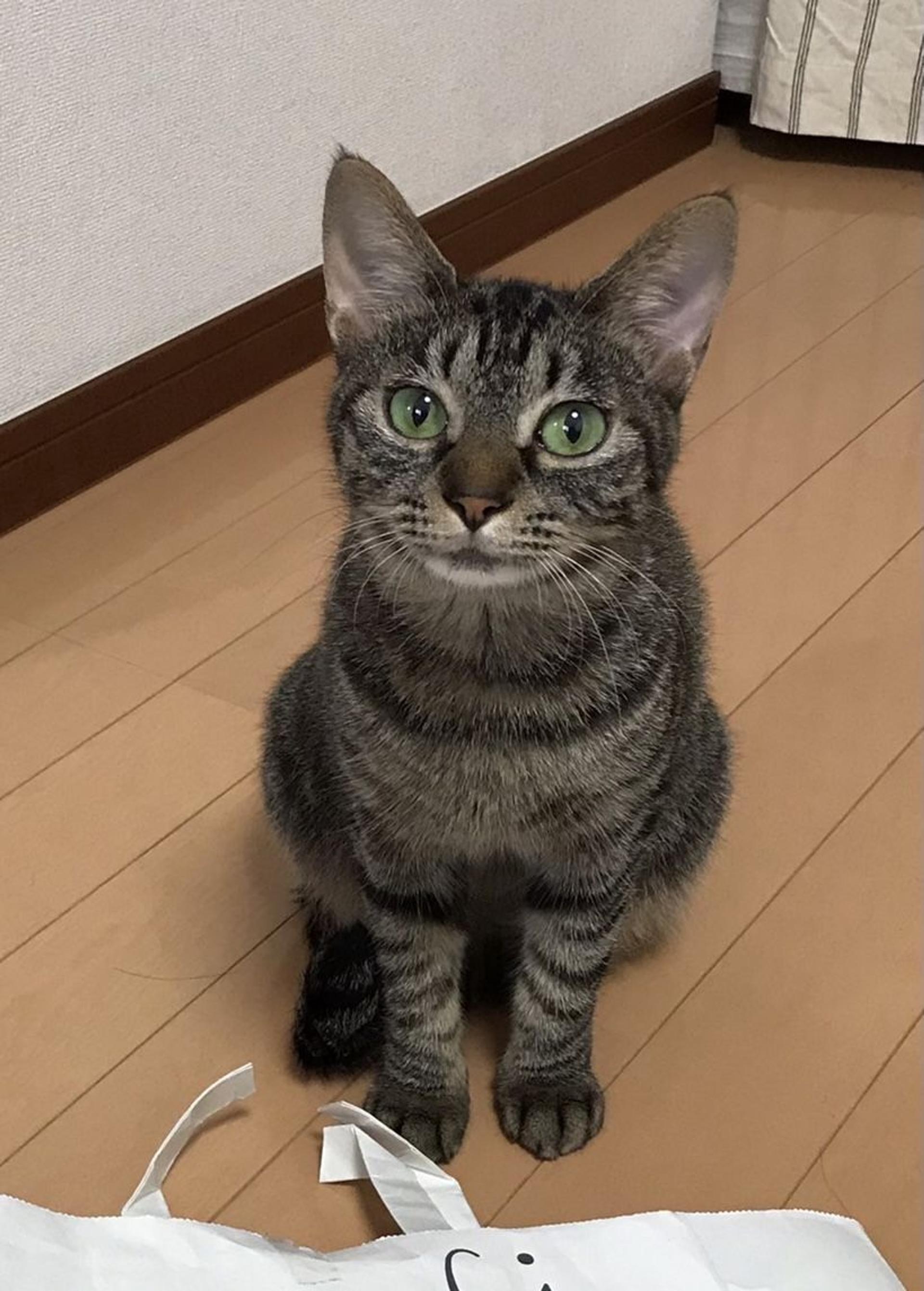pet-image-5