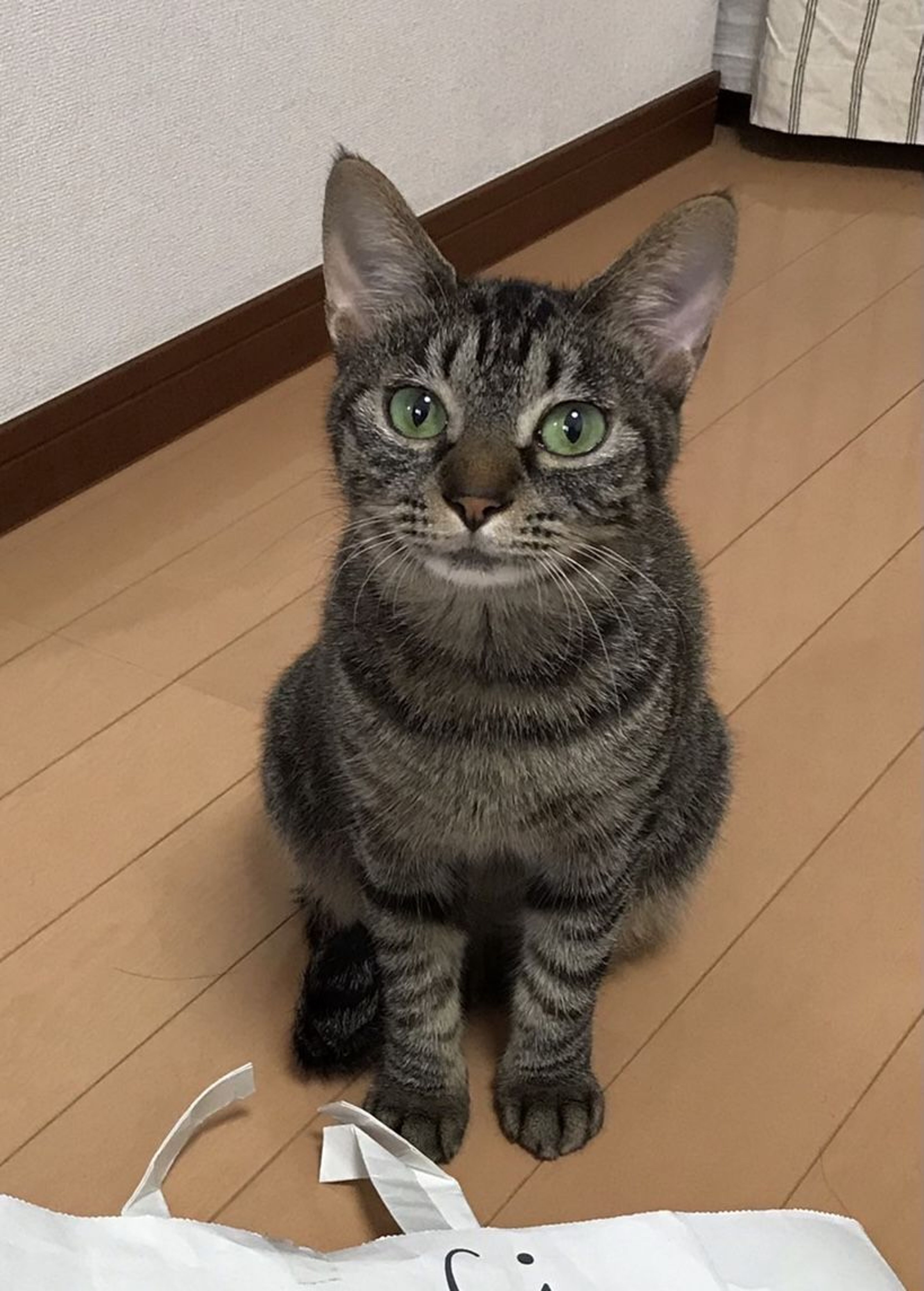 pet-image-5