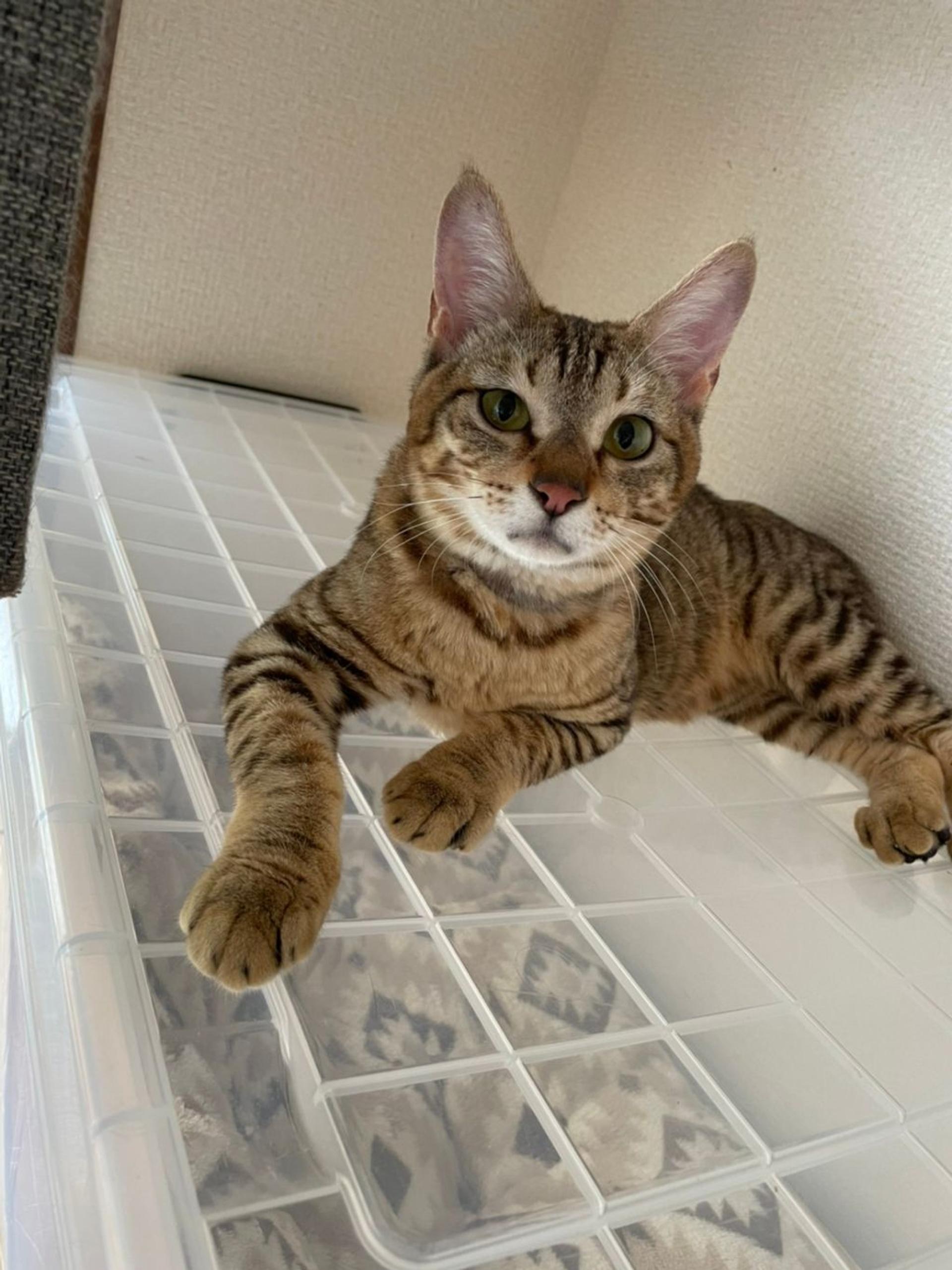 pet-image-2