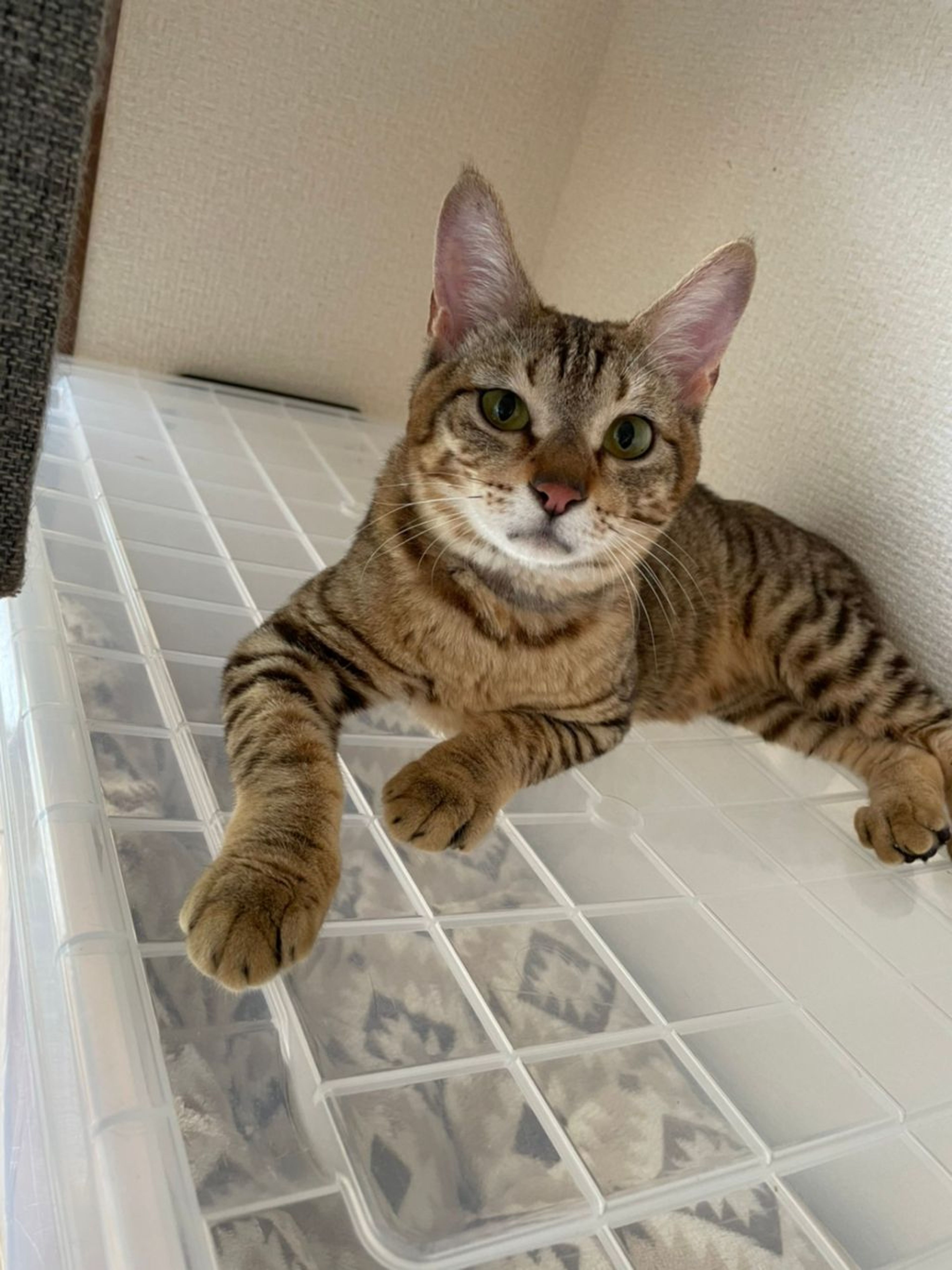 pet-image-2