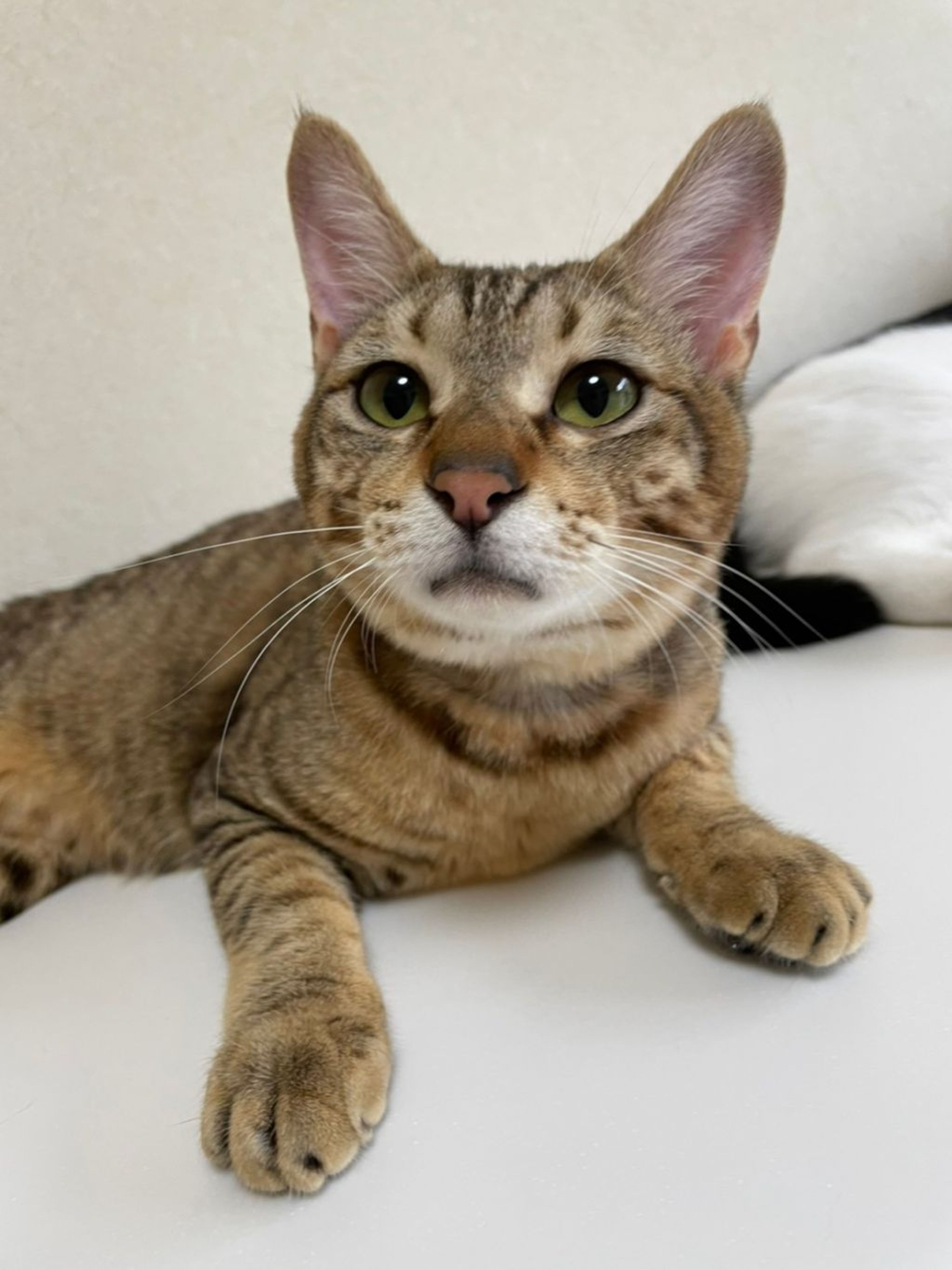 pet-image-3