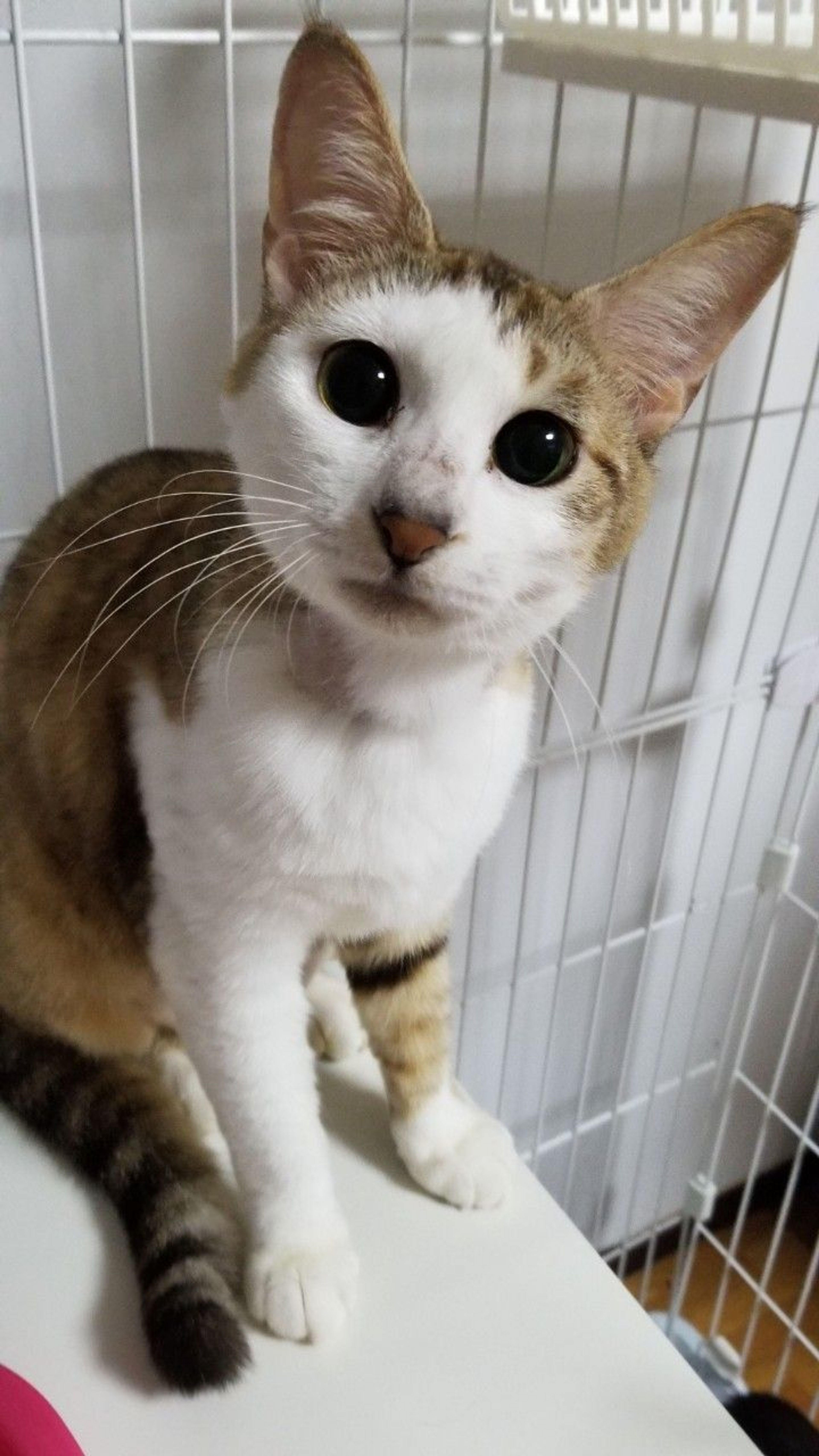 雑種（ミックス猫）・メスの里親募集の写真