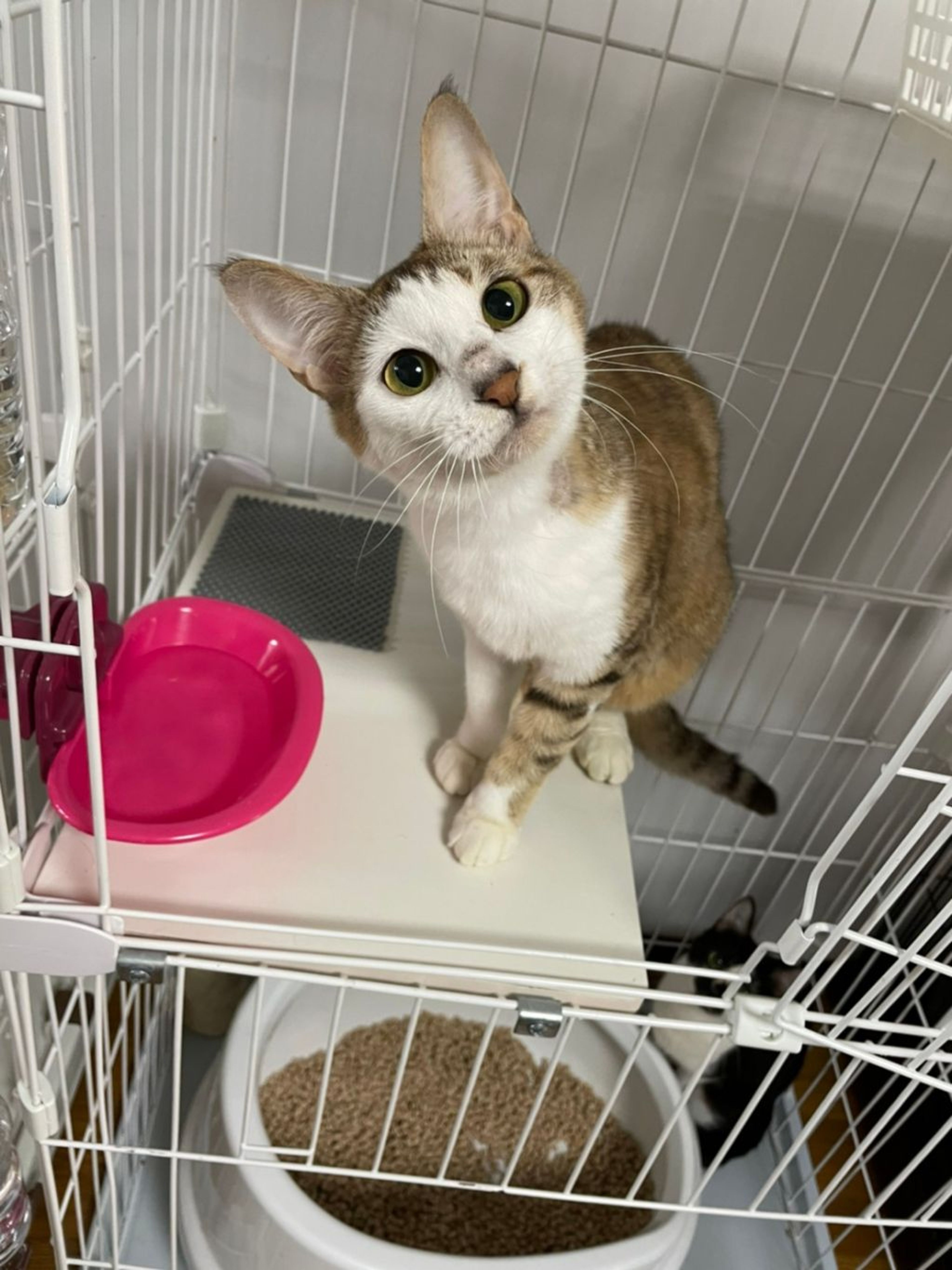 pet-image-2