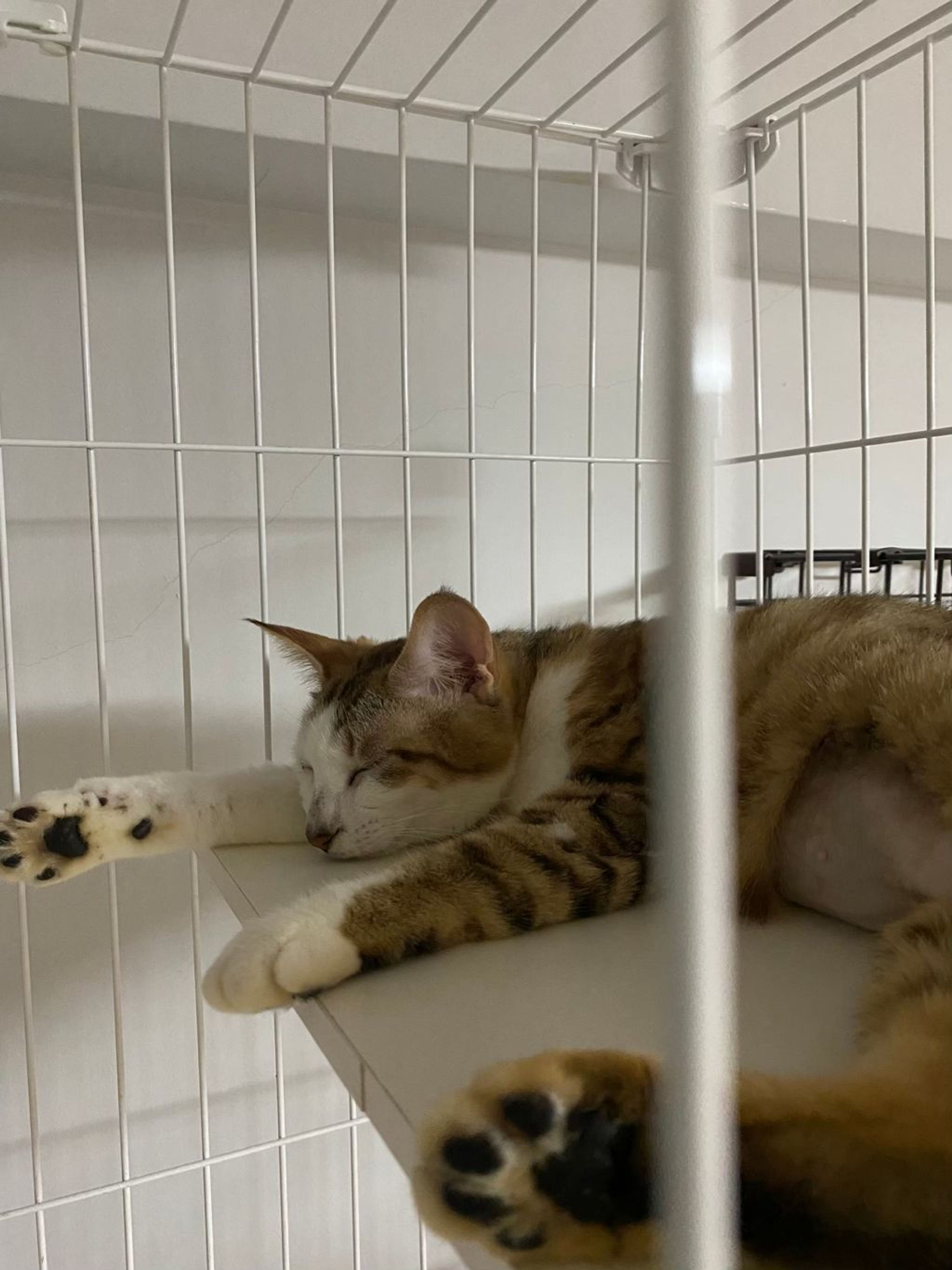 pet-image-3