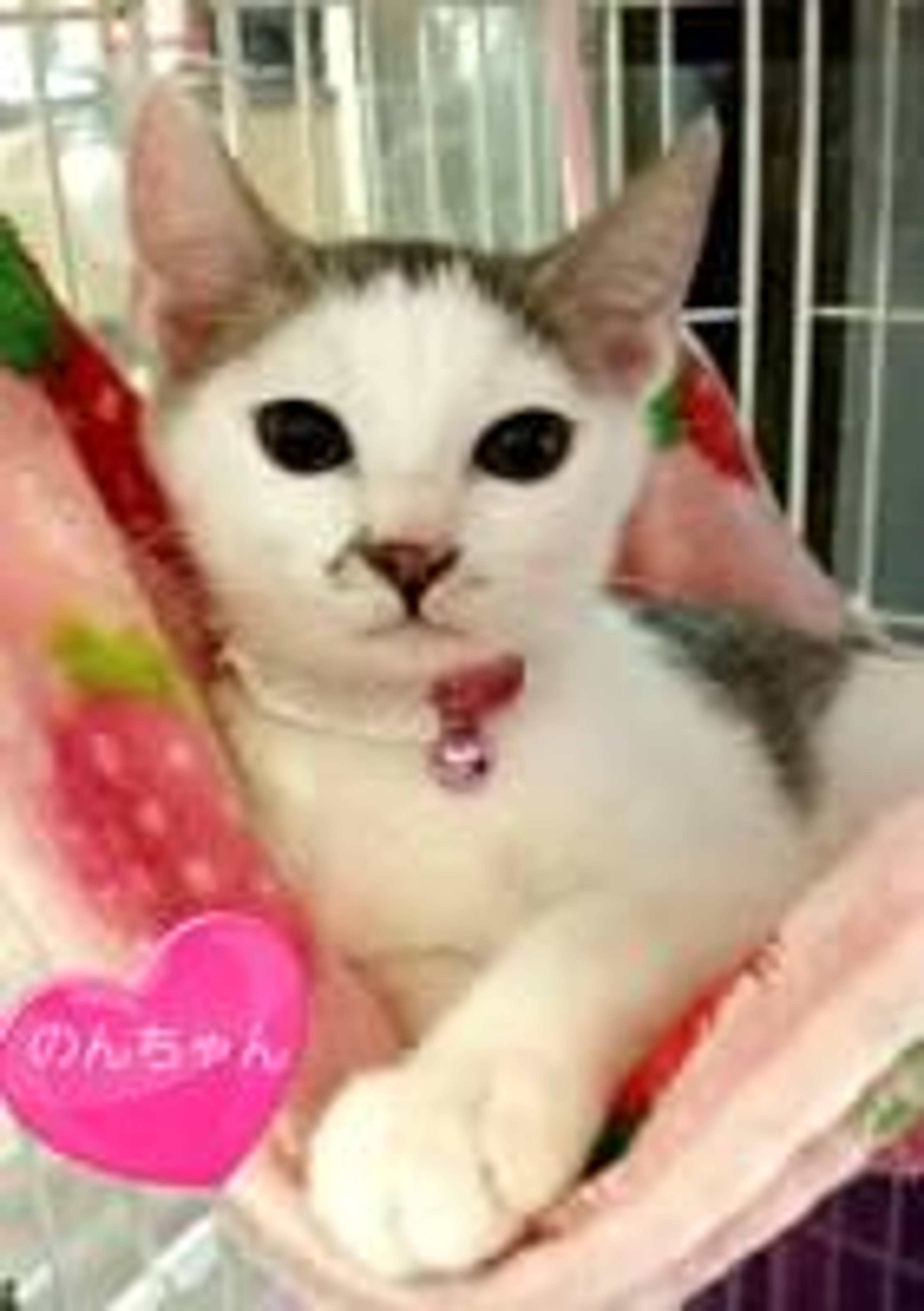 雑種（ミックス猫）・メスの里親募集の写真