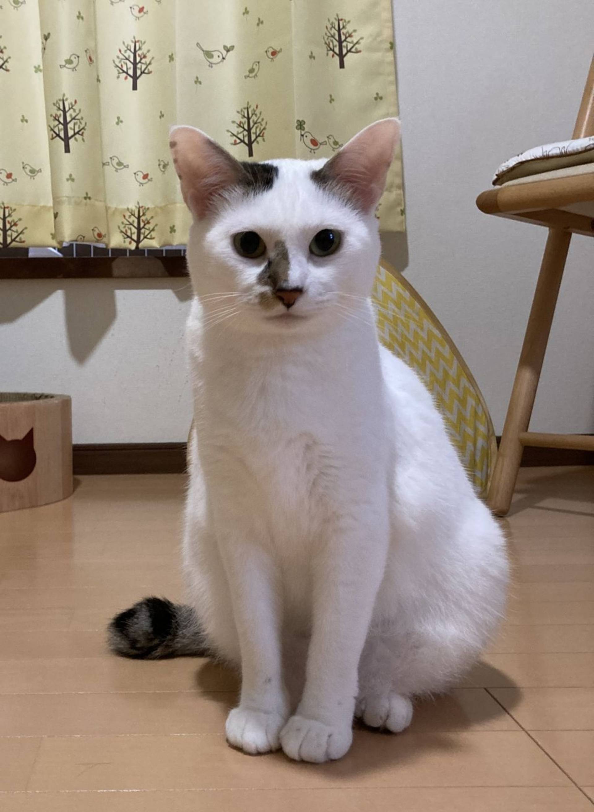 雑種（ミックス猫）・メスの里親募集の写真