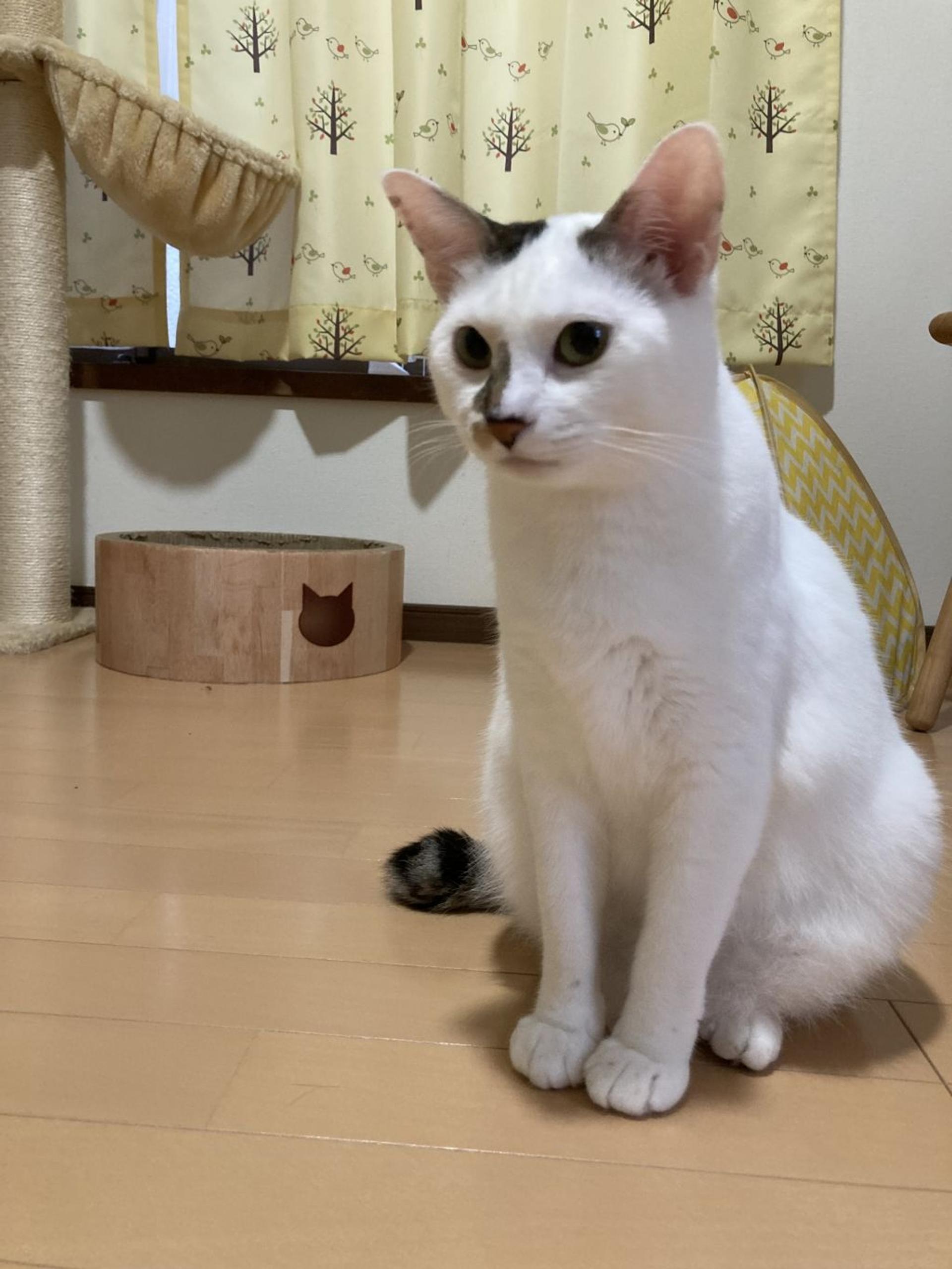 pet-image-2