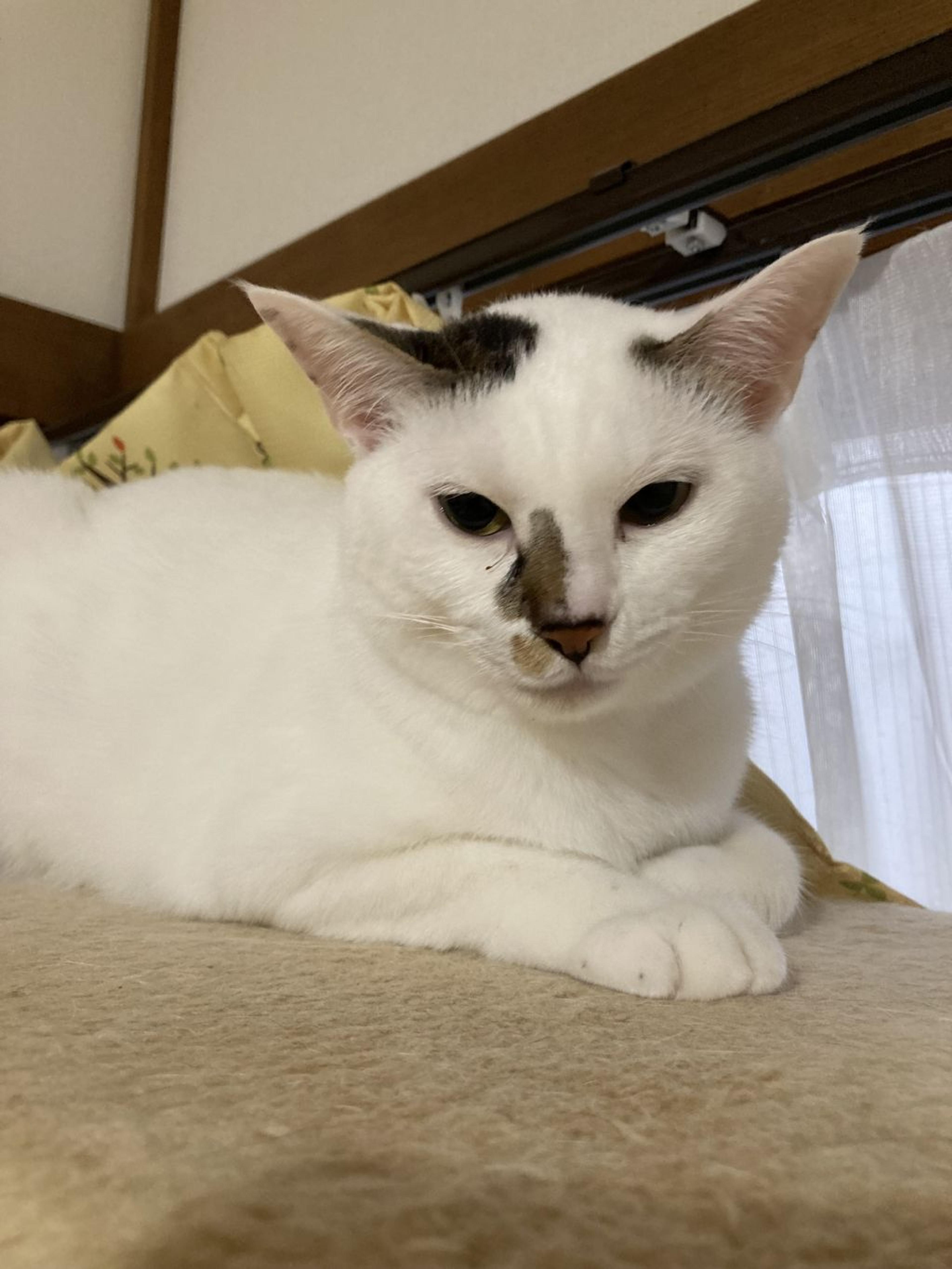 pet-image-3