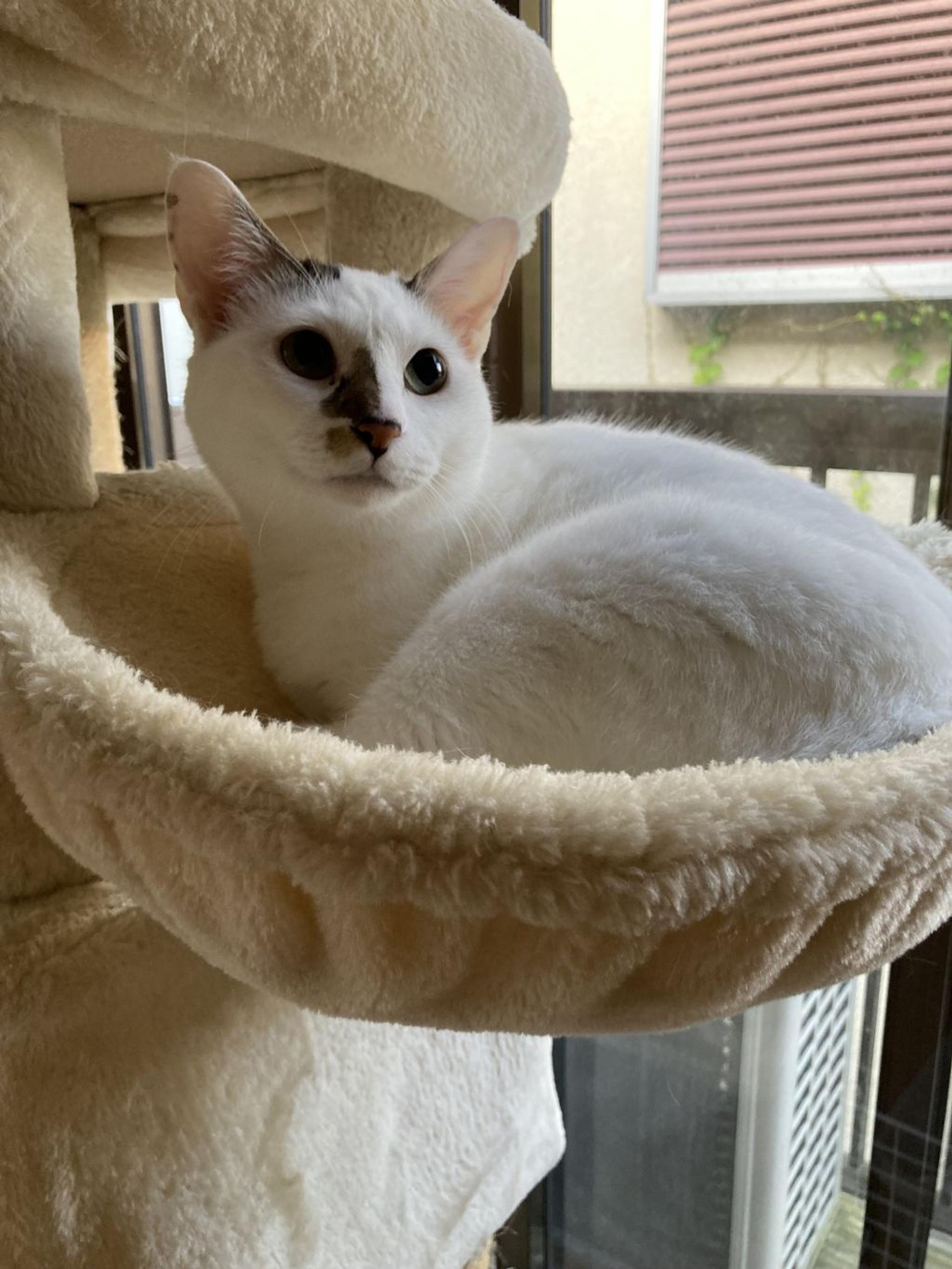 pet-image-5