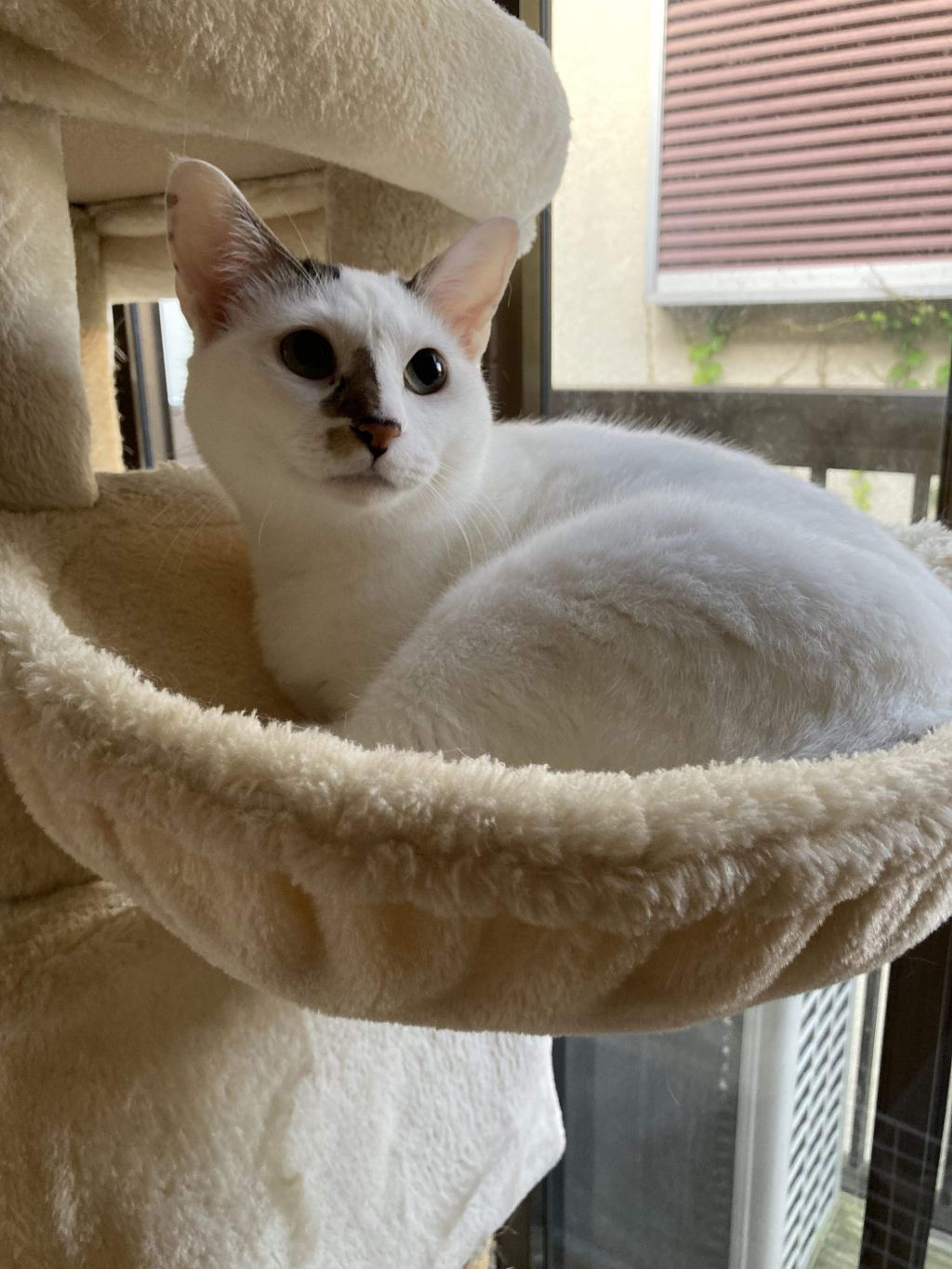 pet-image-5