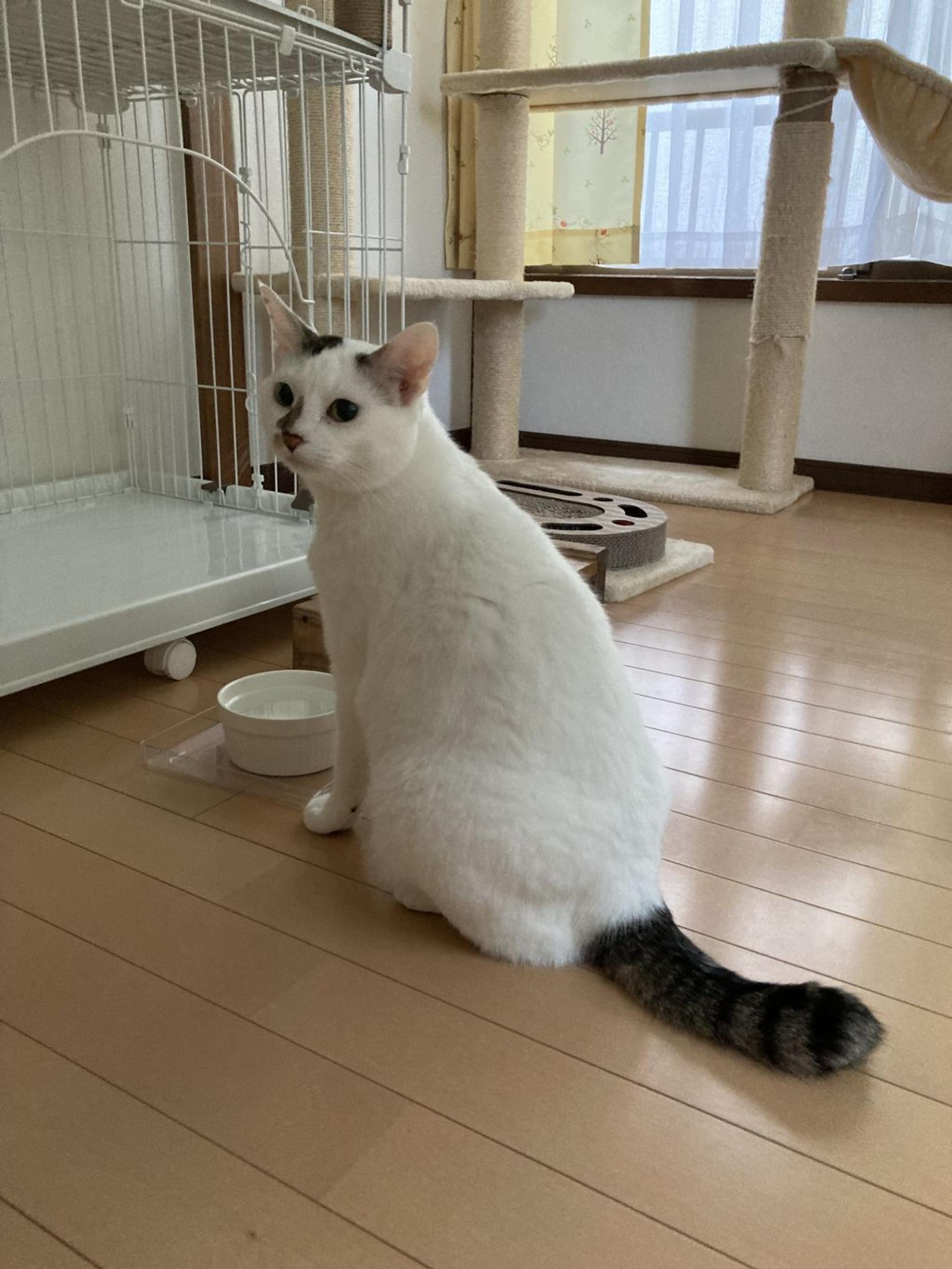 pet-image-6