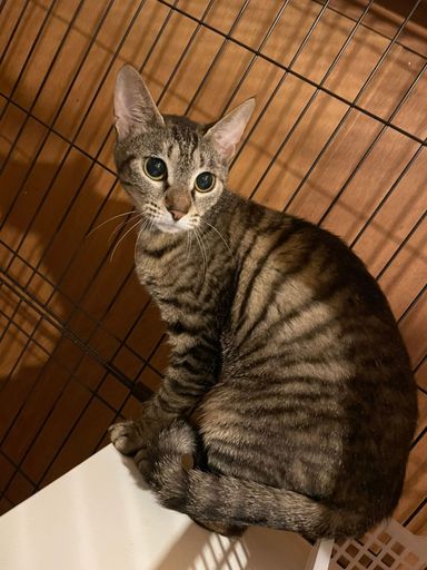 アシナの写真