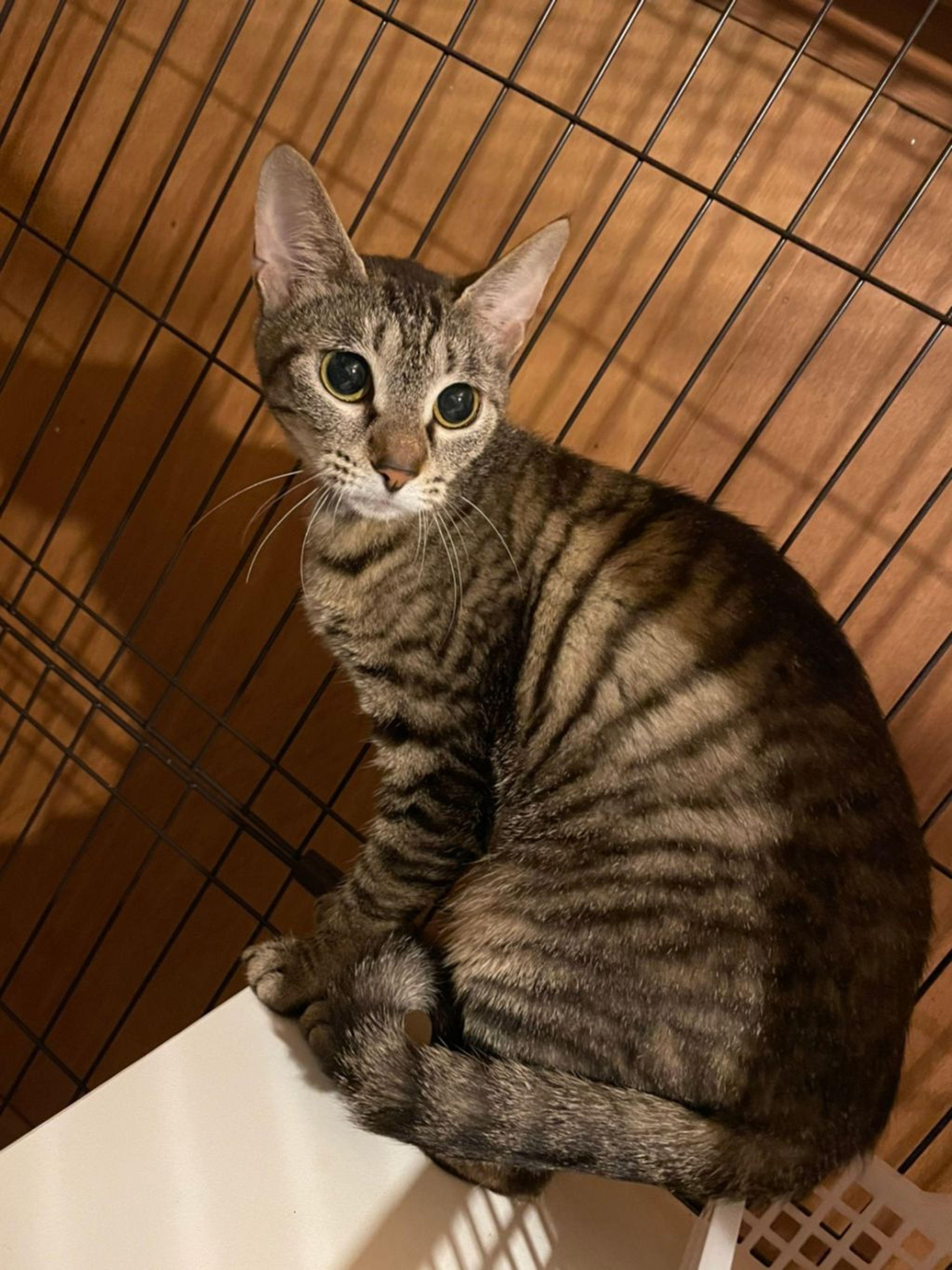 雑種（ミックス猫）・メスの里親募集の写真