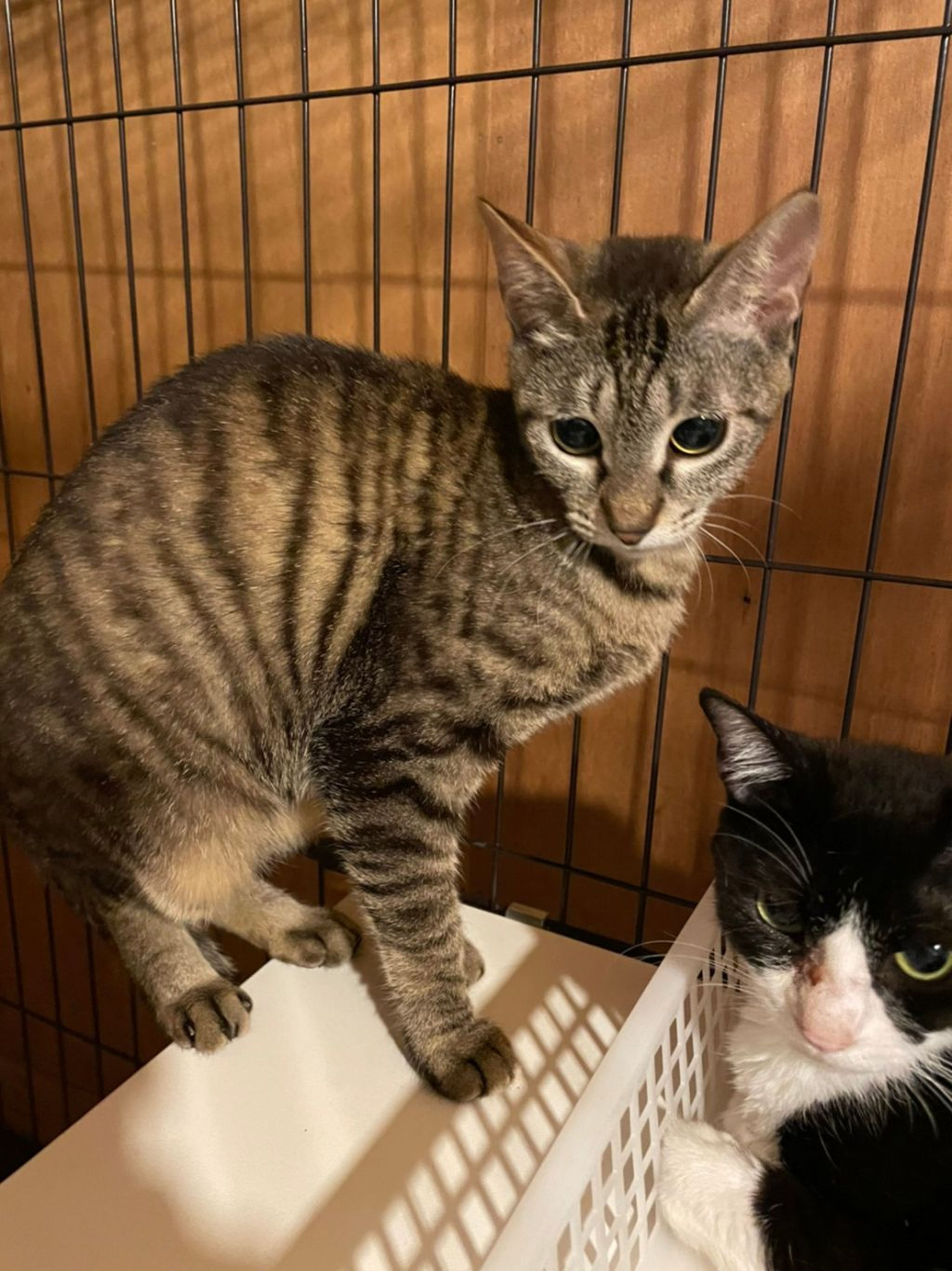 pet-image-4