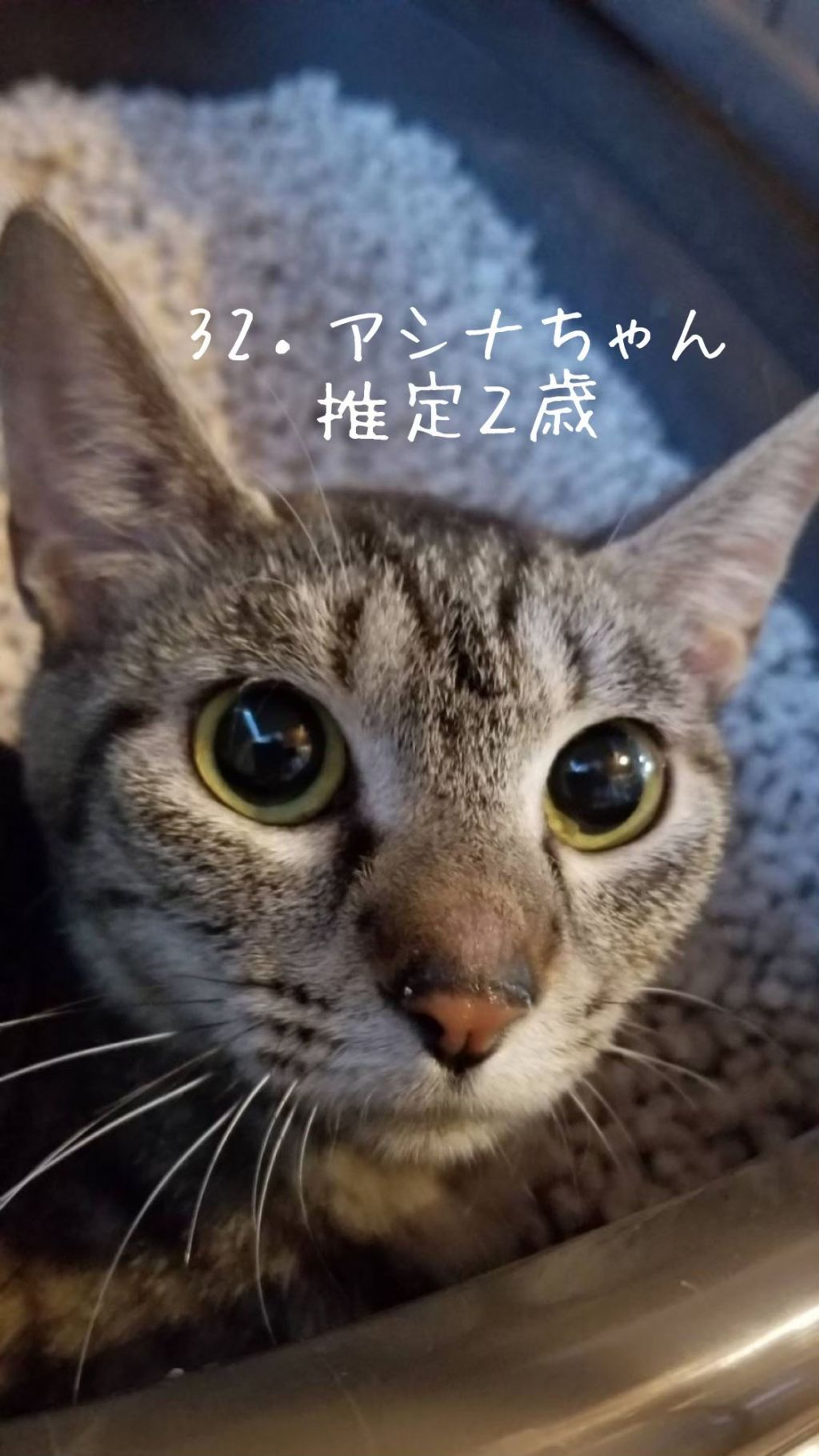 pet-image-9