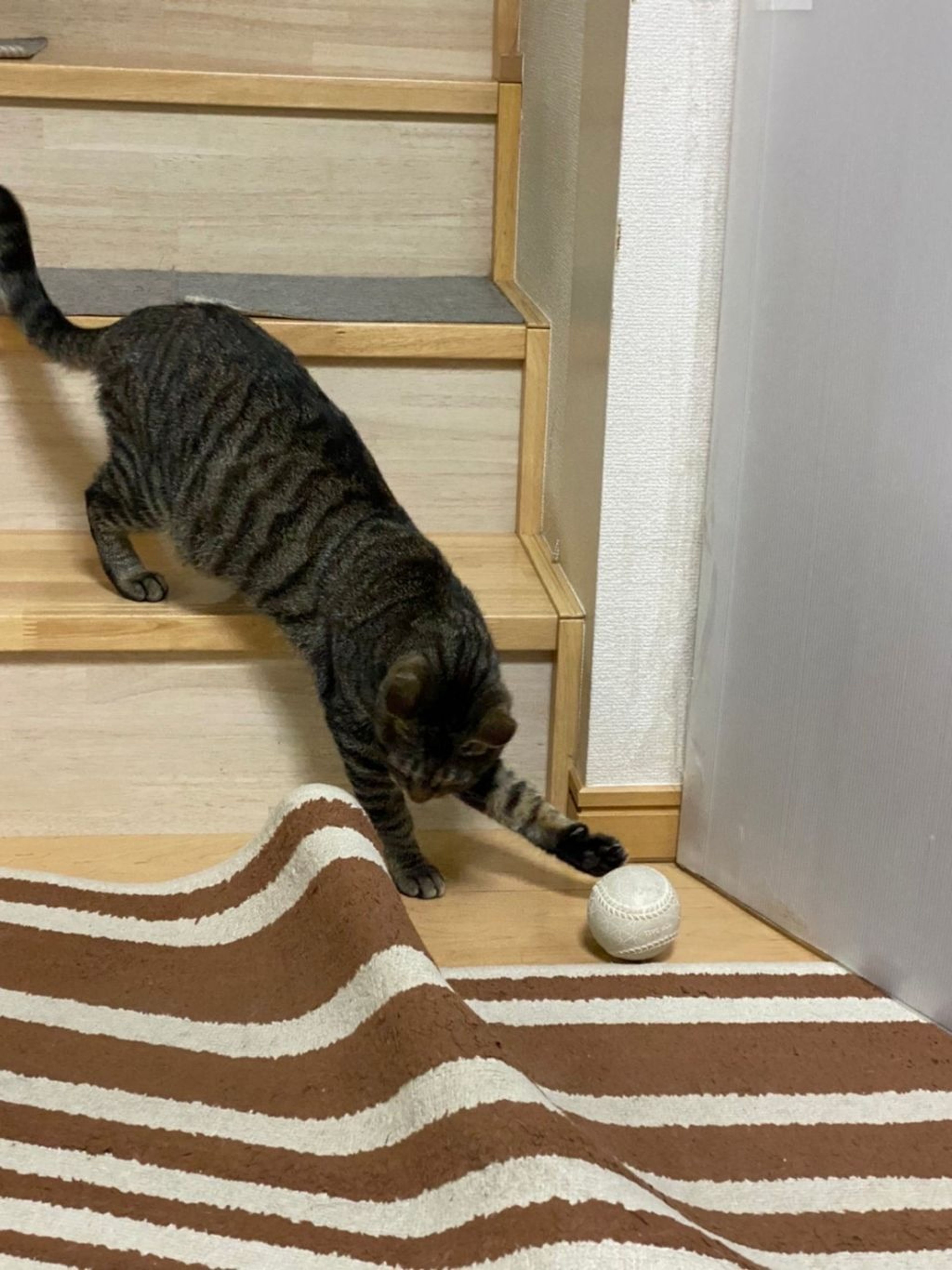 pet-image-5
