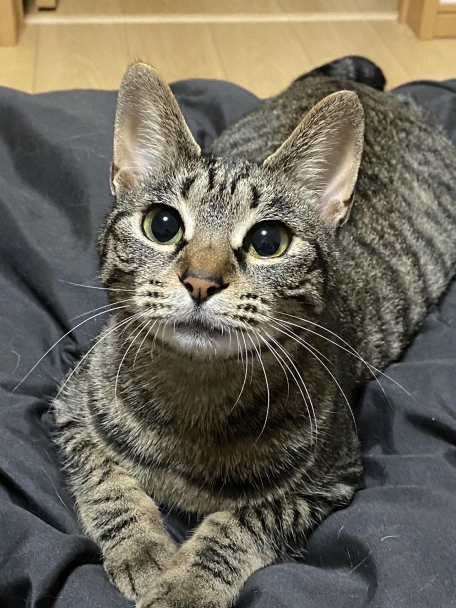 pet-image-3