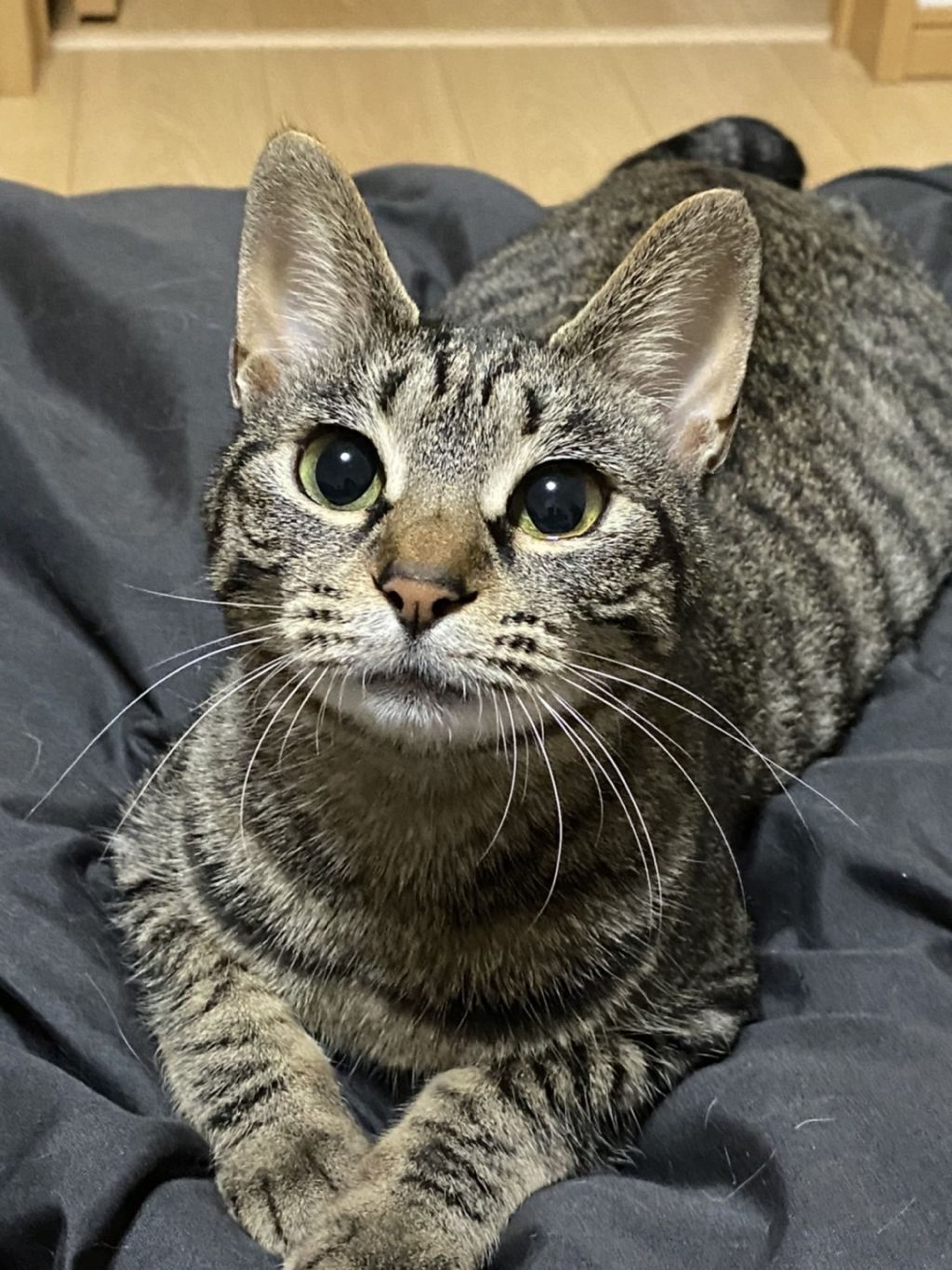 pet-image-3