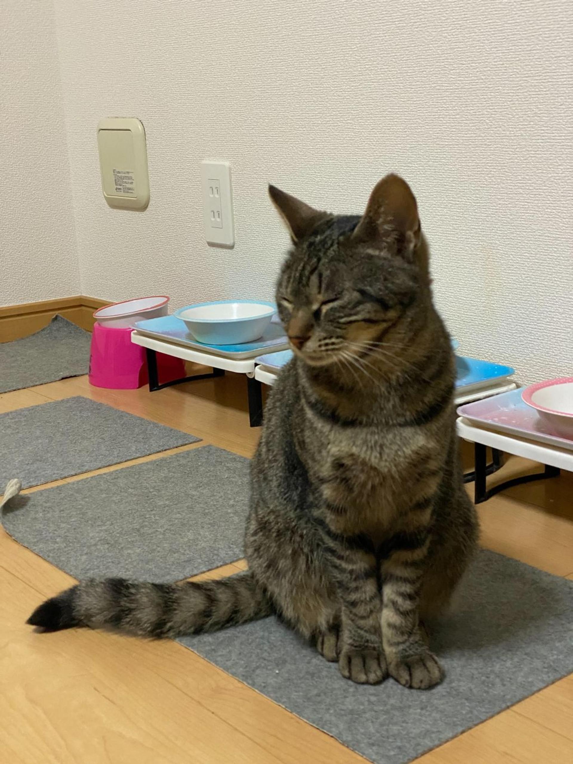 pet-image-6