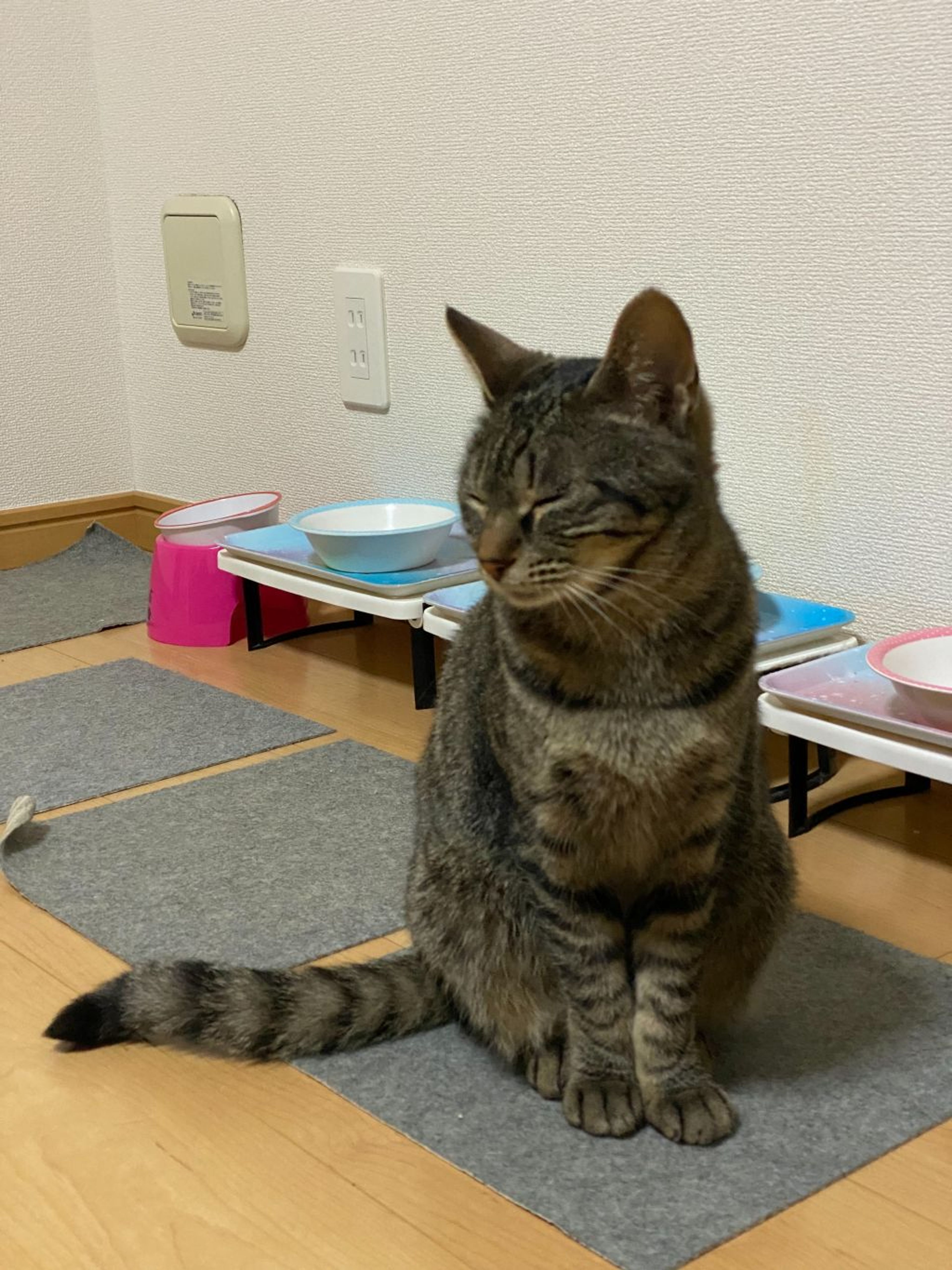 pet-image-6