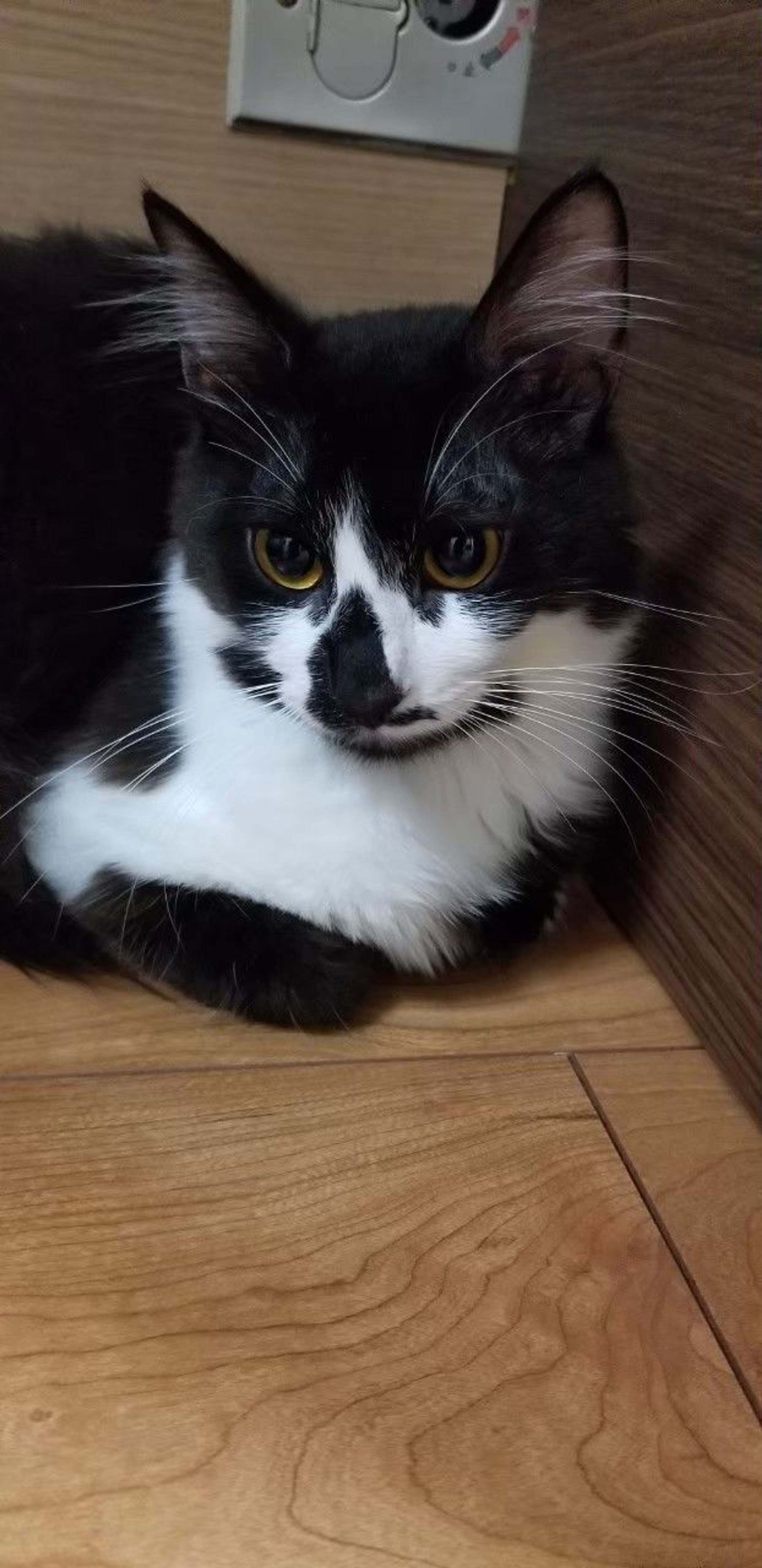 pet-image-4