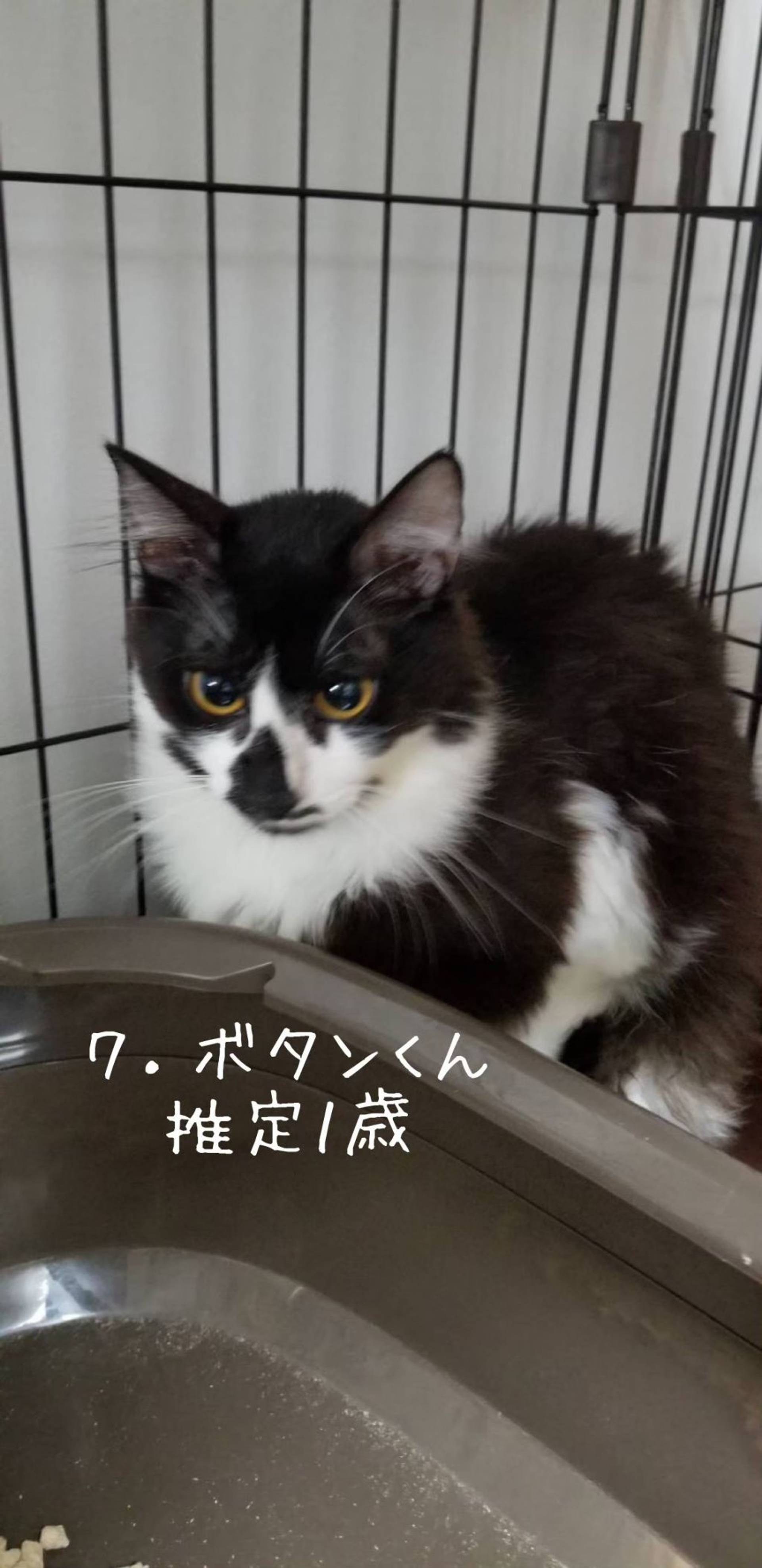 雑種（ミックス猫）・オスの里親募集の写真
