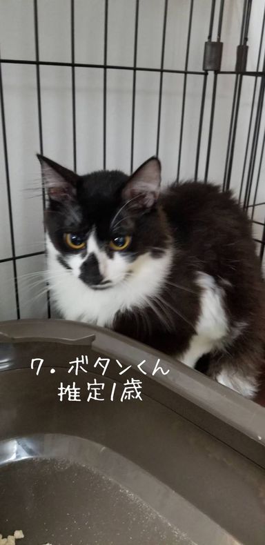 ボタンの写真