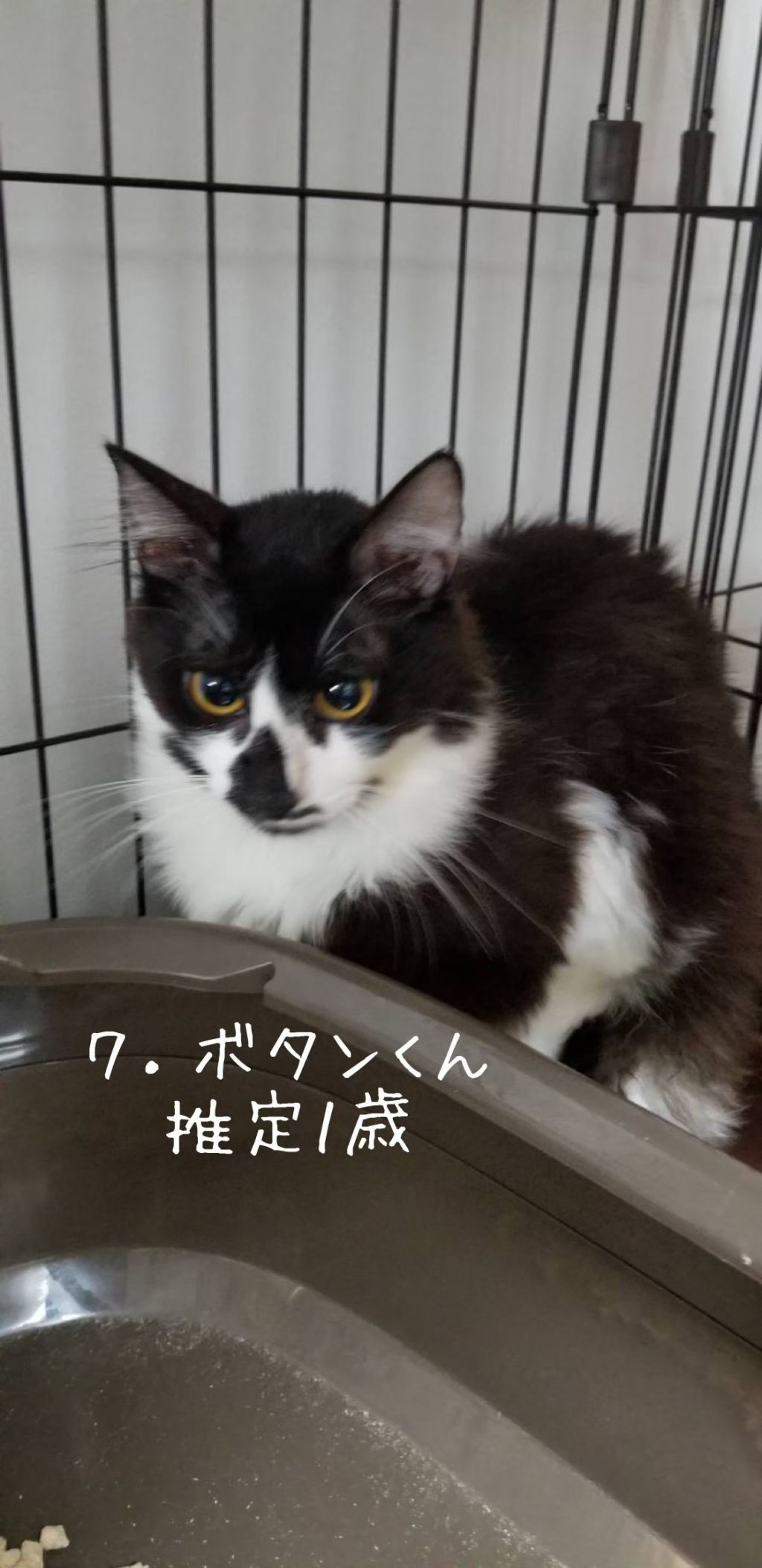 雑種（ミックス猫）・オスの里親募集の写真