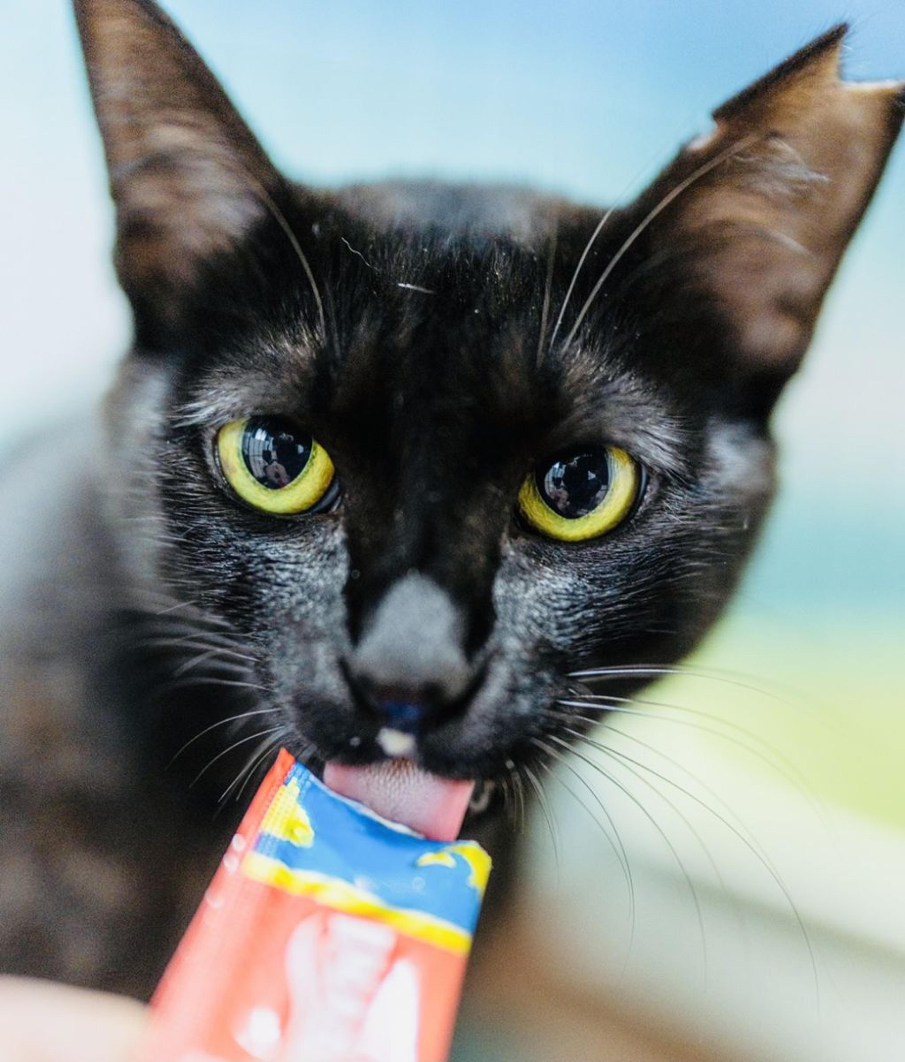 pet-image-3