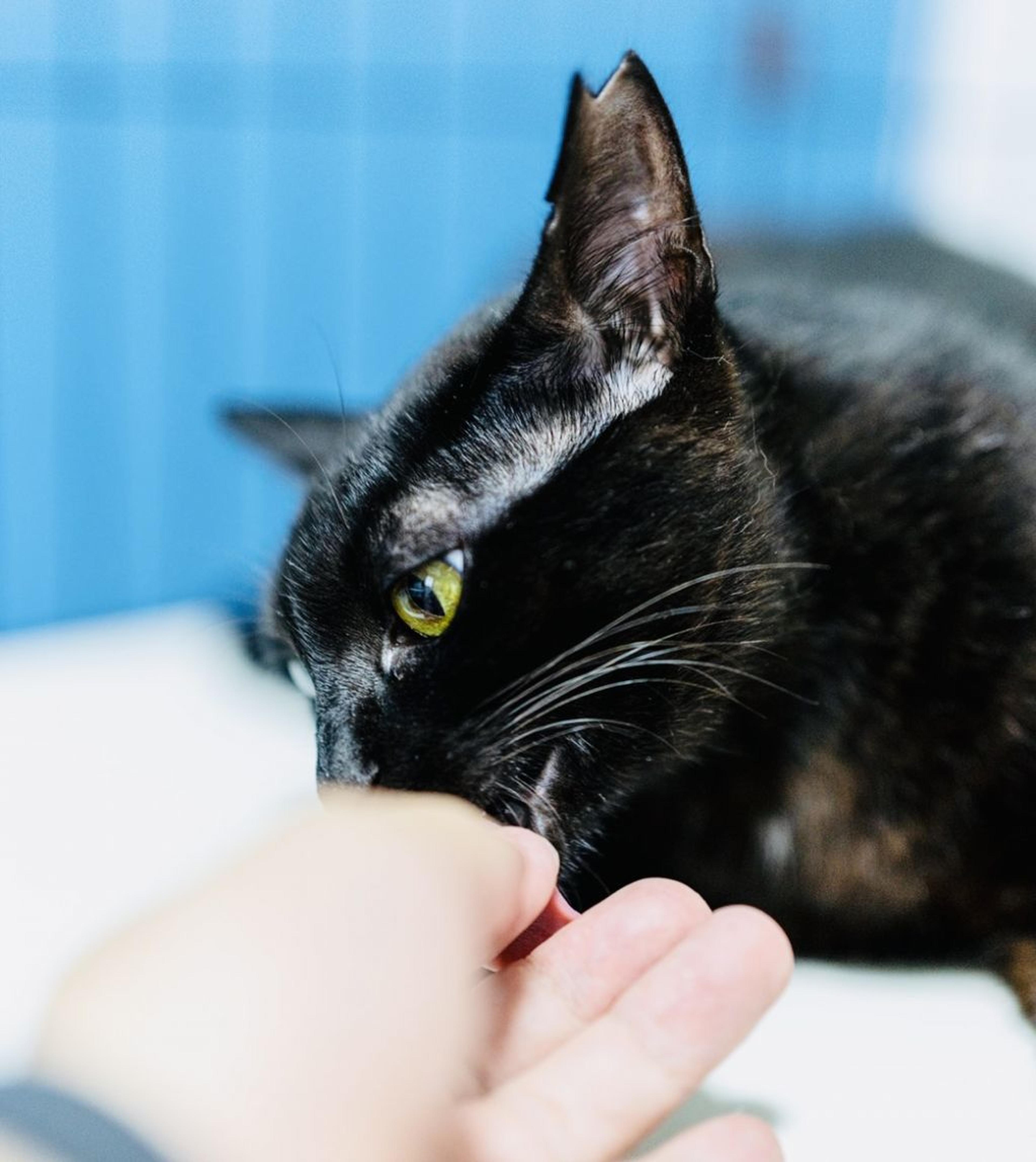pet-image-4
