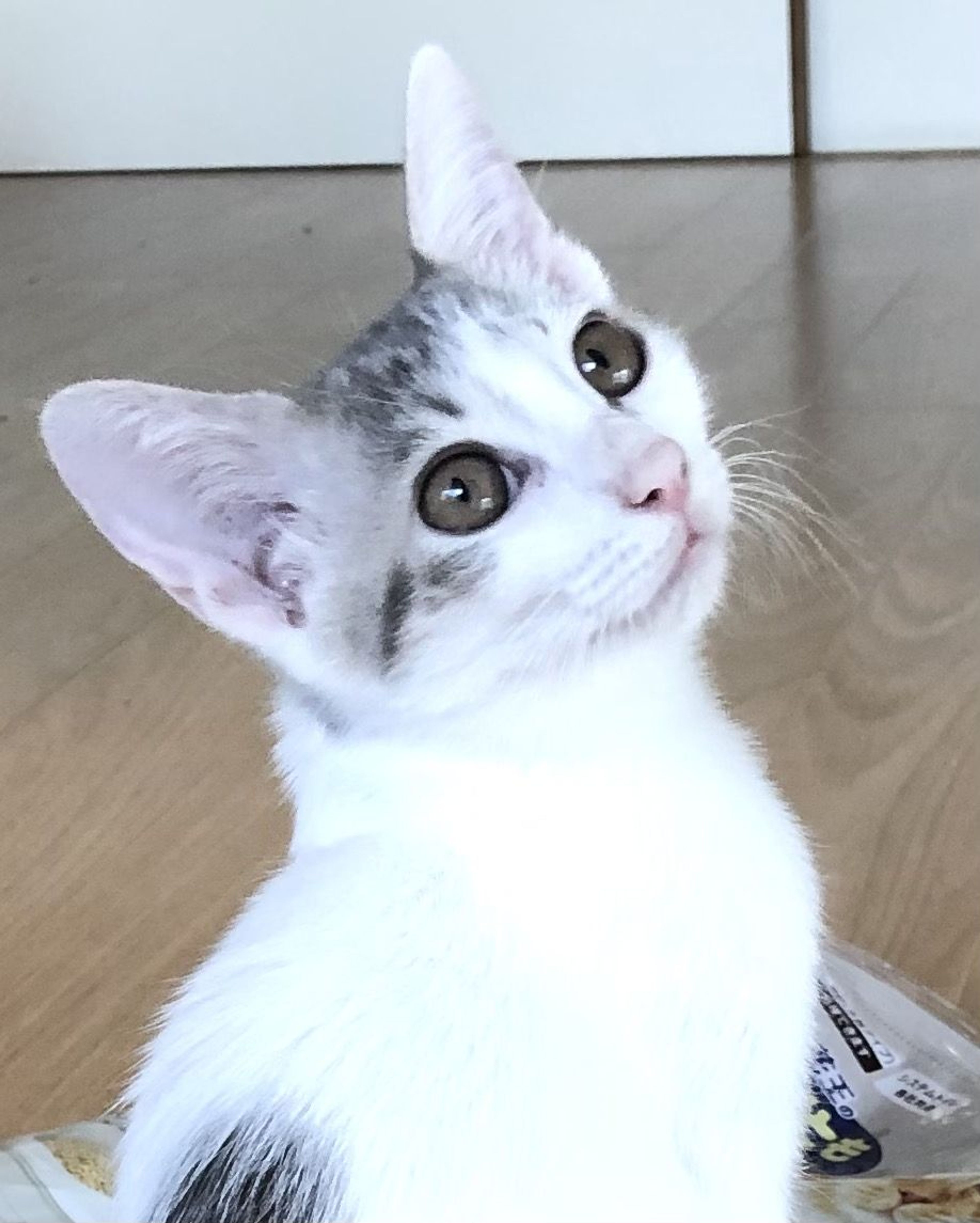 pet-image-3