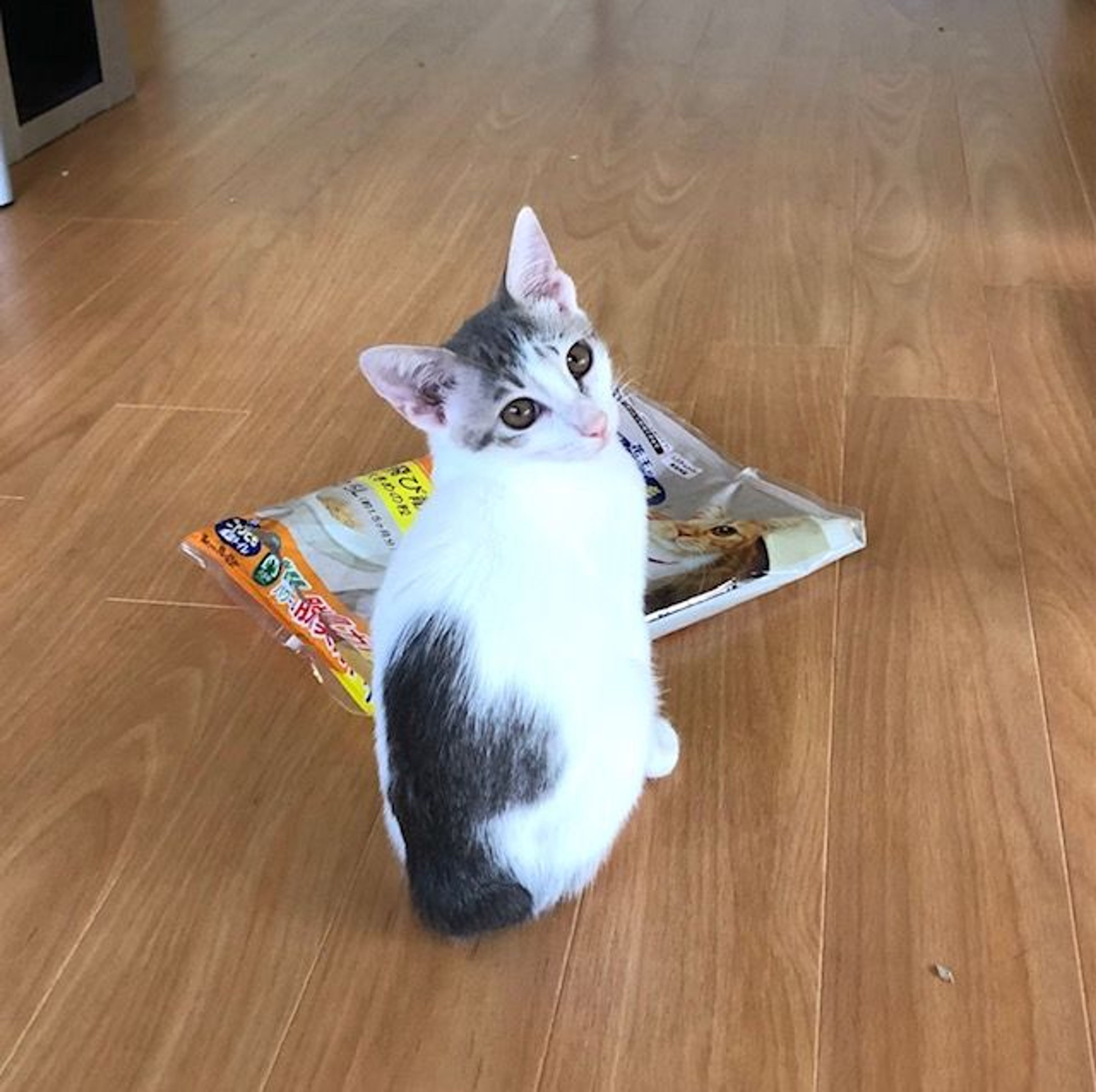 pet-image-4
