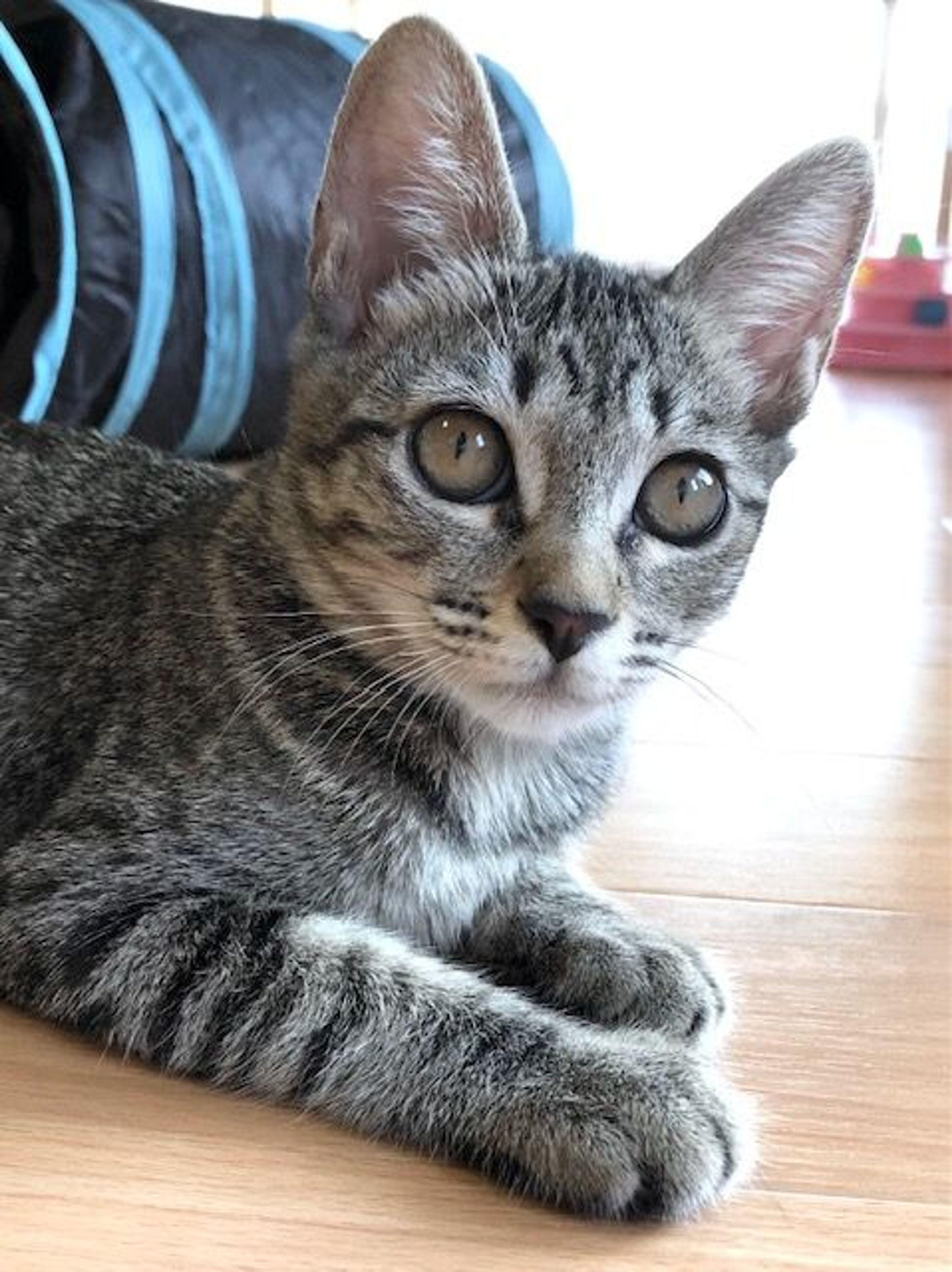 雑種（ミックス猫）・メスの里親募集の写真