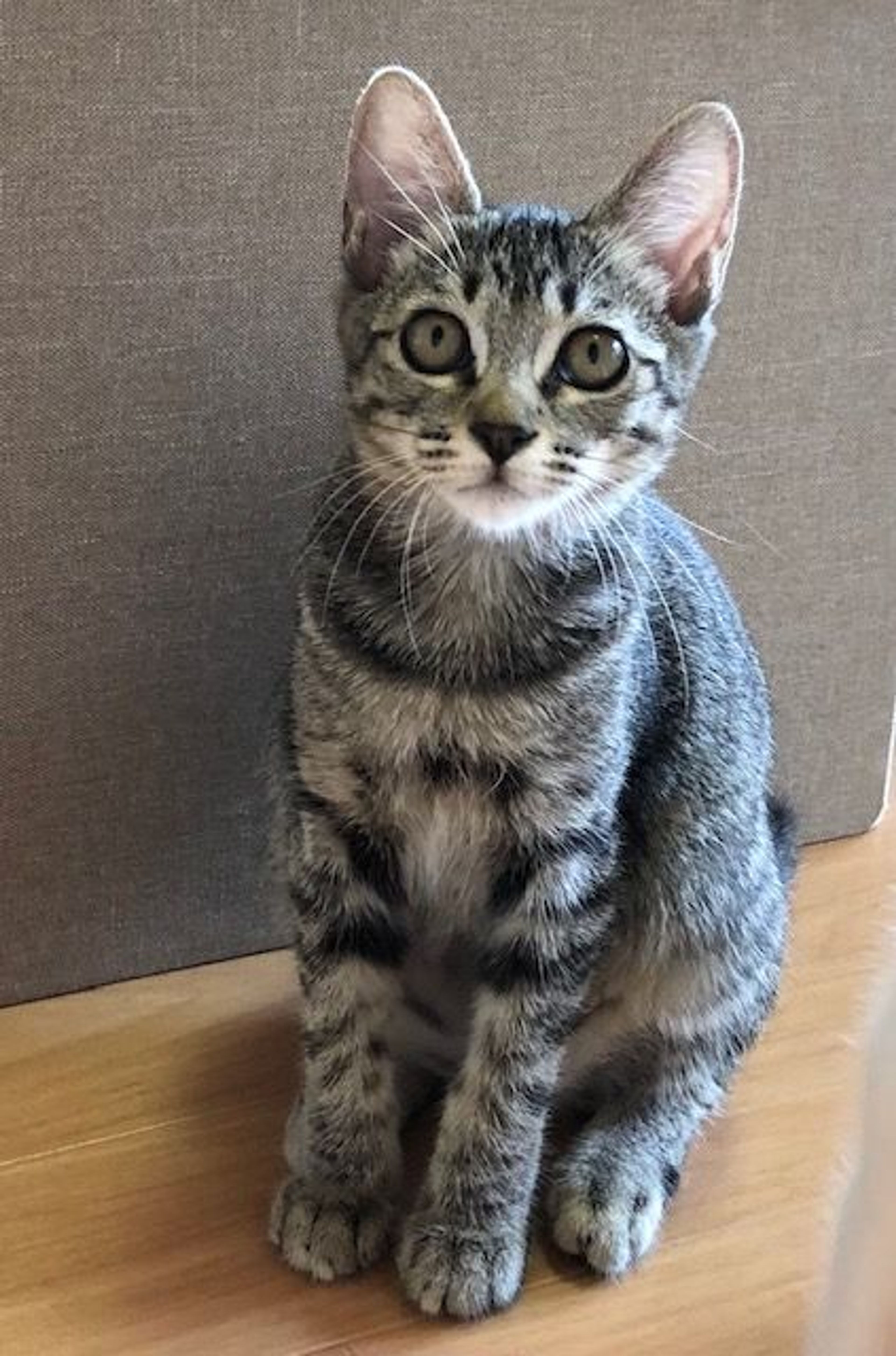 pet-image-3