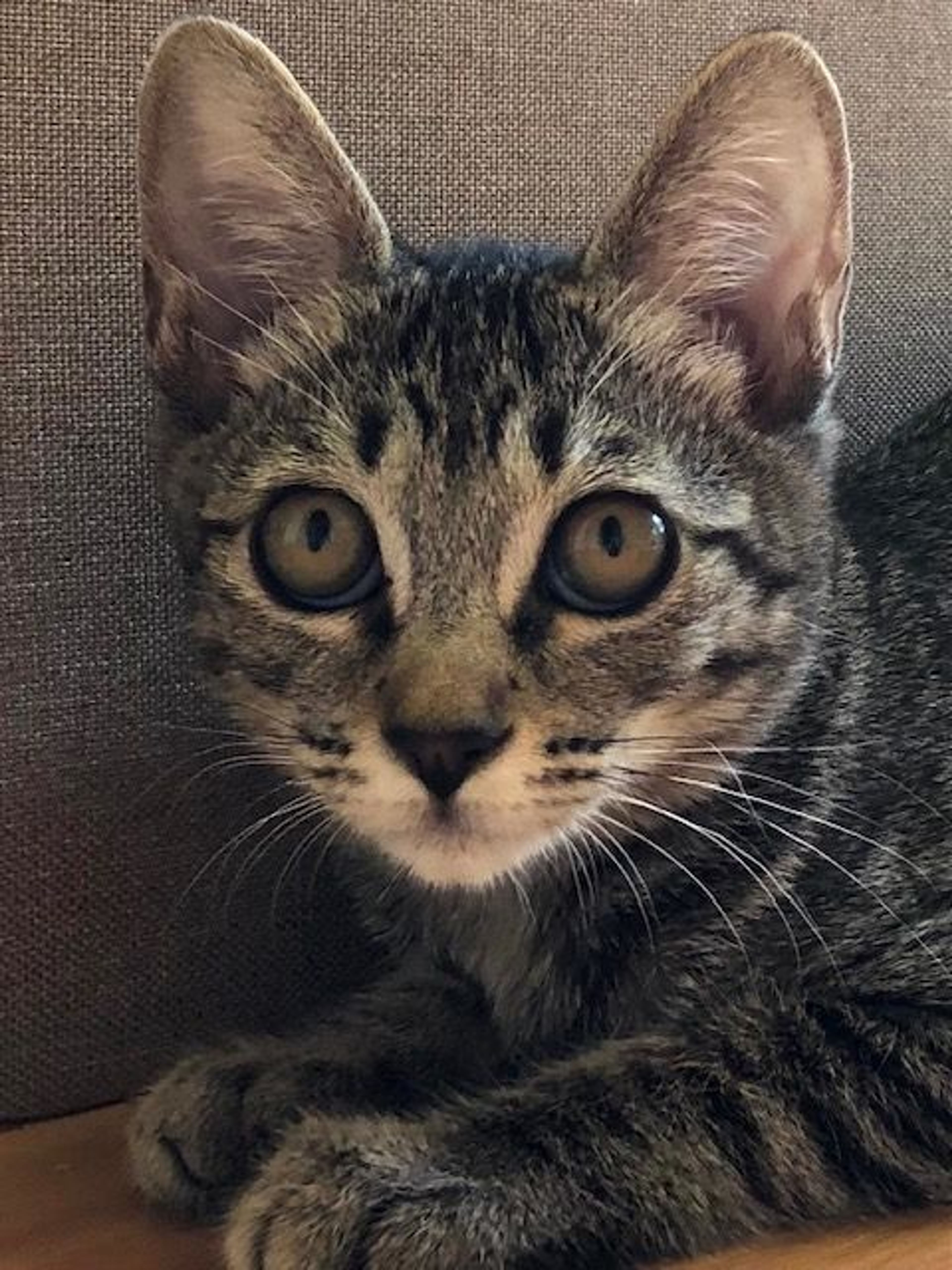 pet-image-4