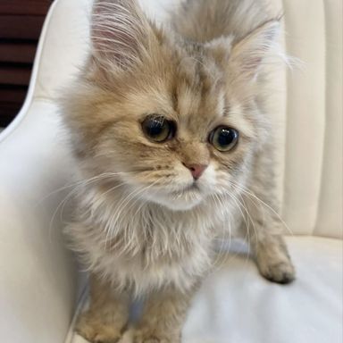 ミラ