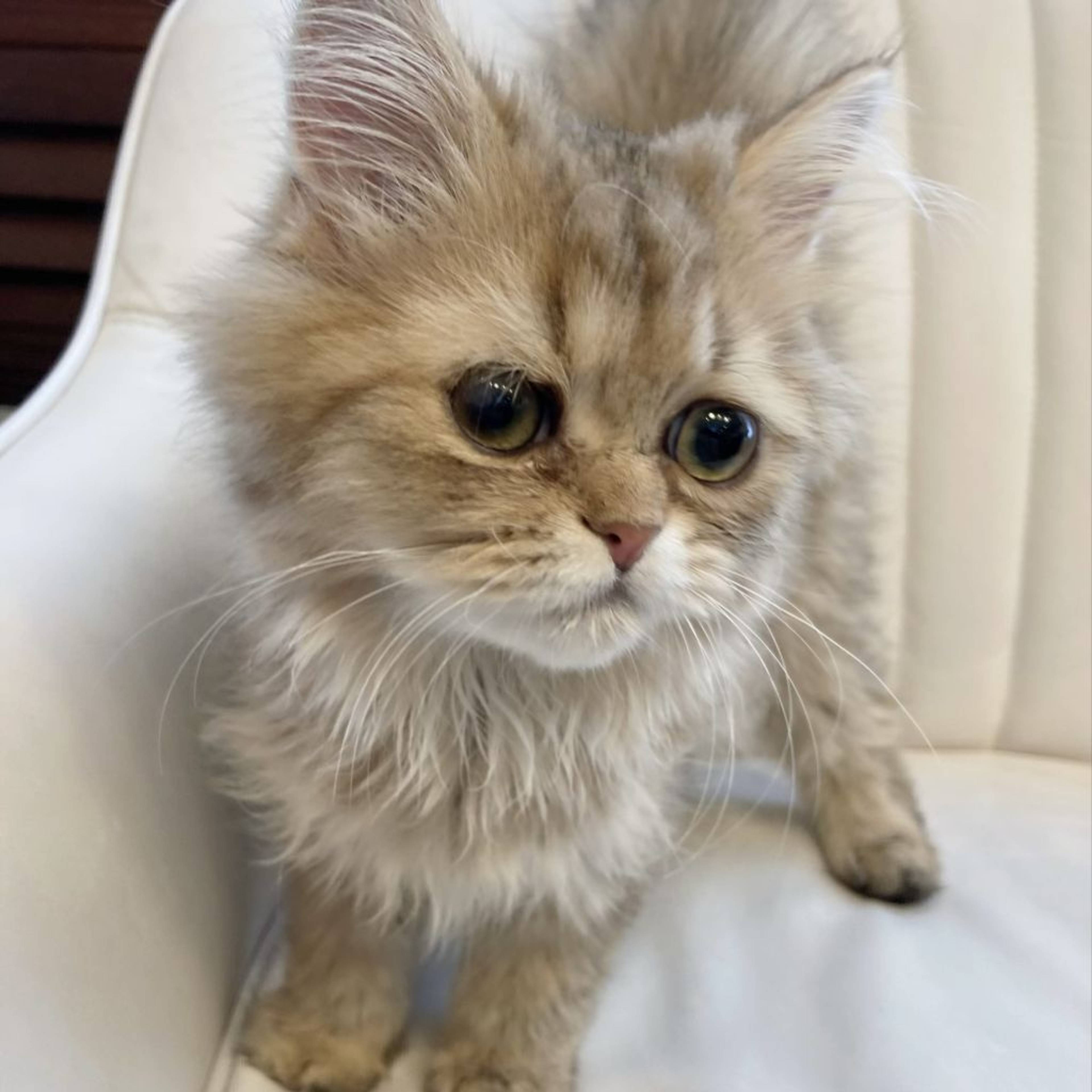 ペルシャ・オスの里親募集の写真