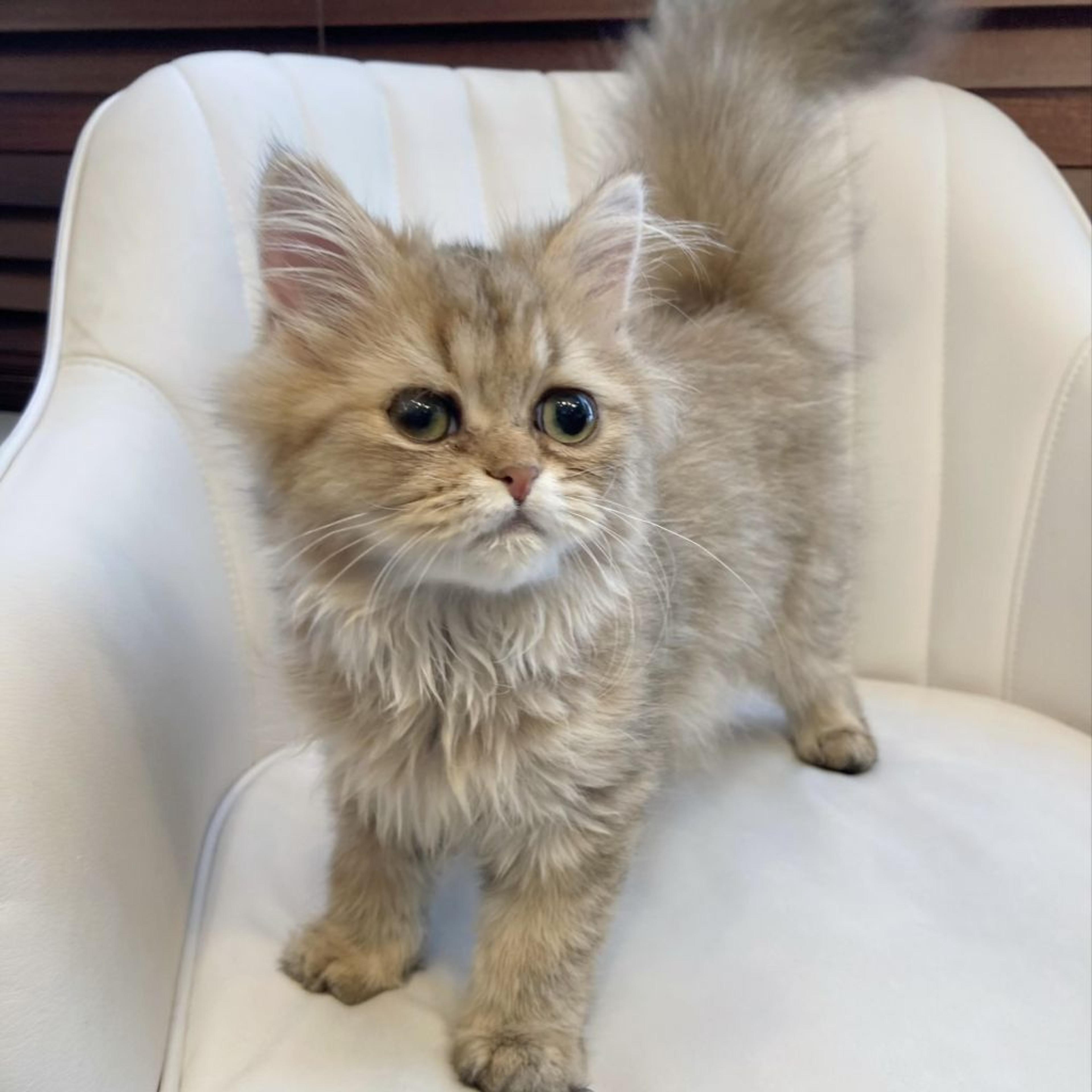 pet-image-3
