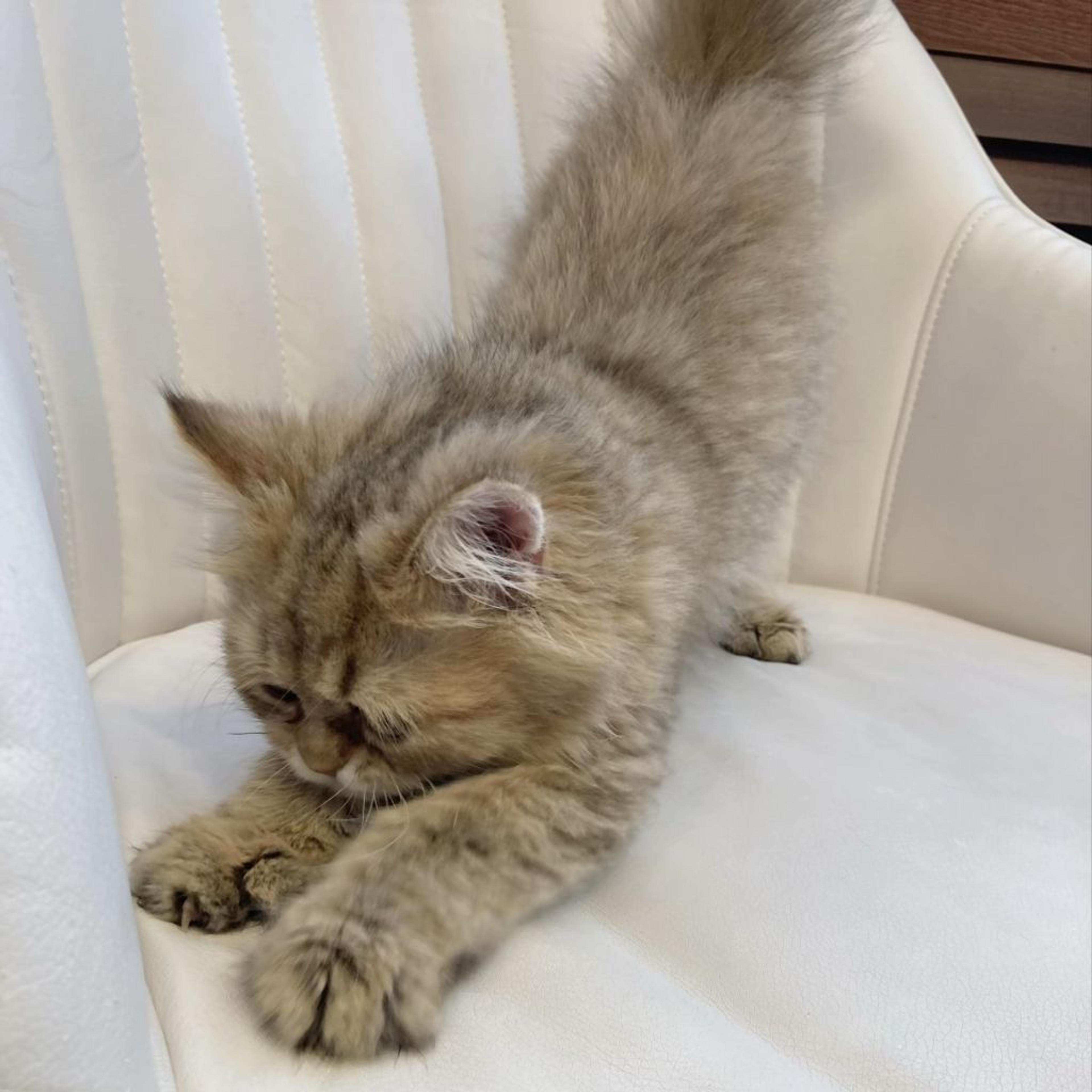 pet-image-4