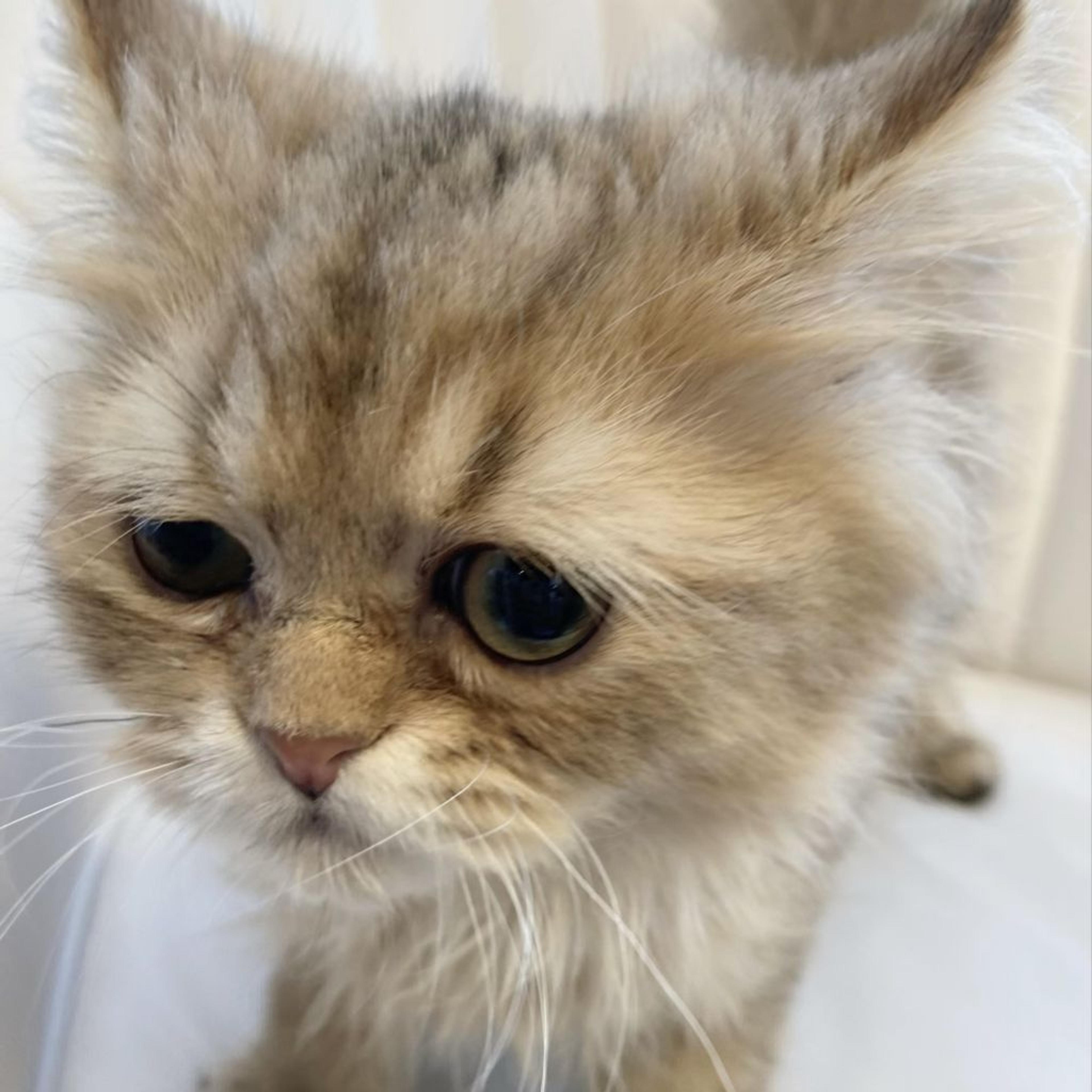 pet-image-5