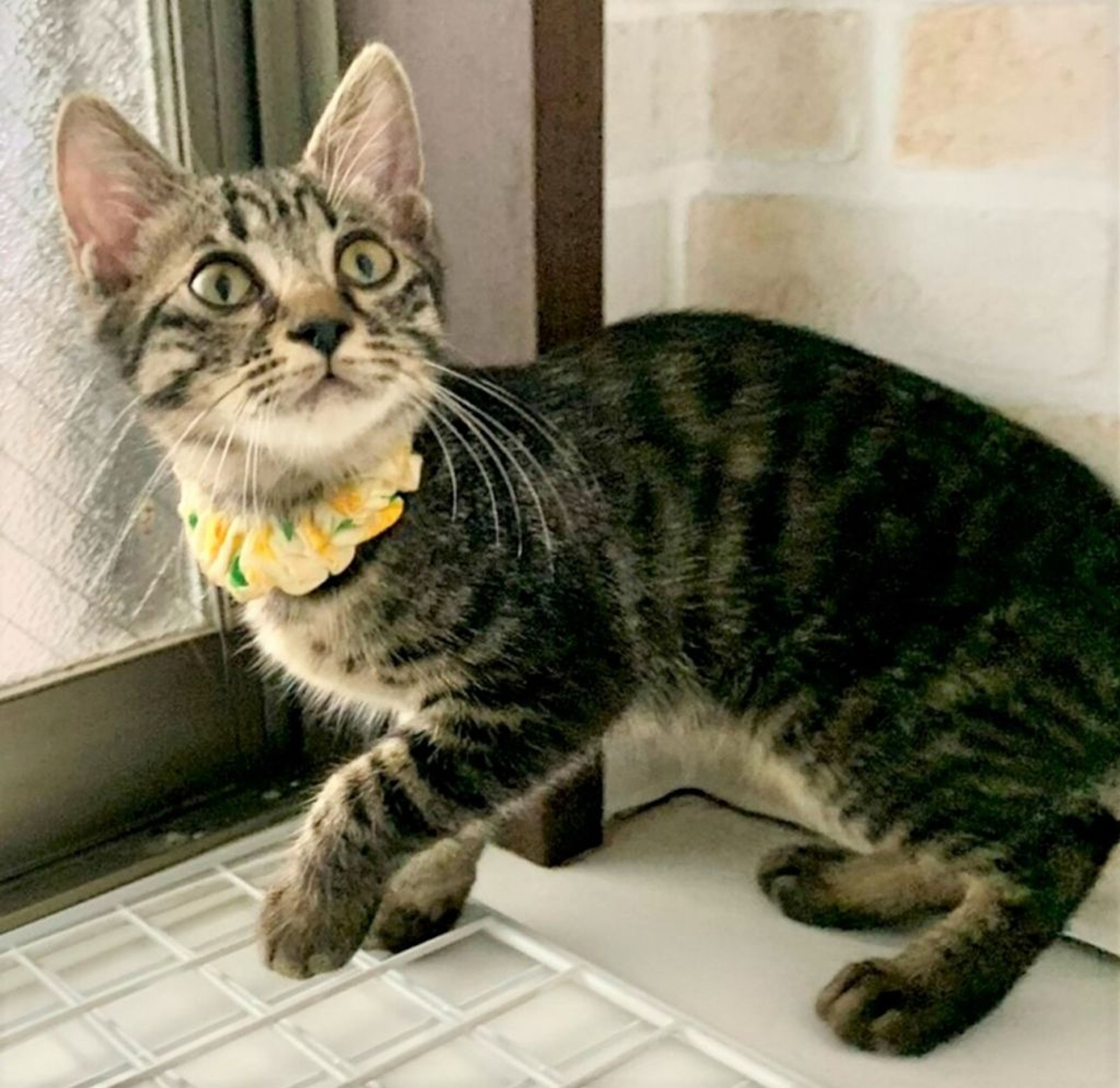 雑種（ミックス猫）・メスの里親募集の写真