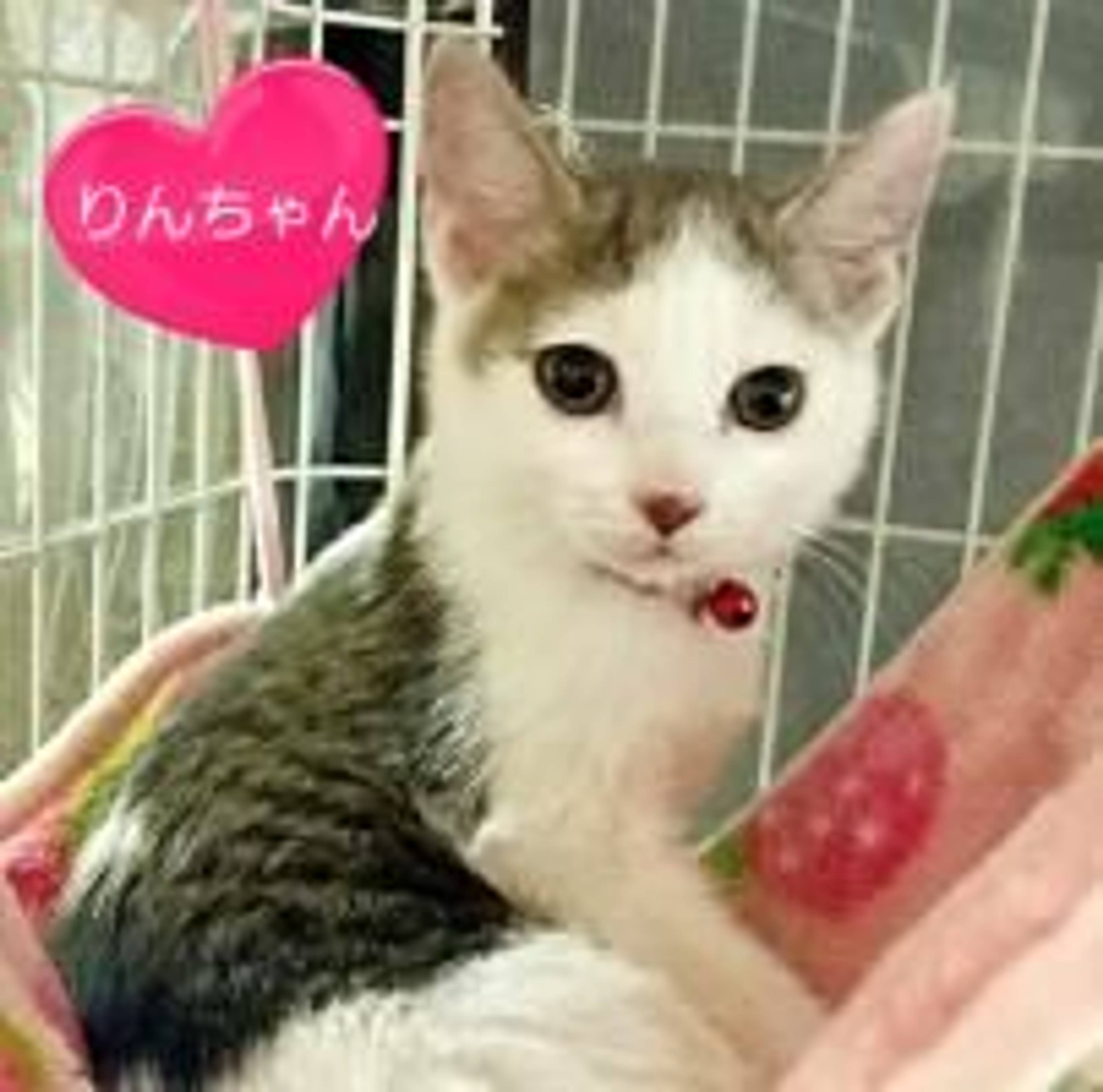 雑種（ミックス猫）・メスの里親募集の写真