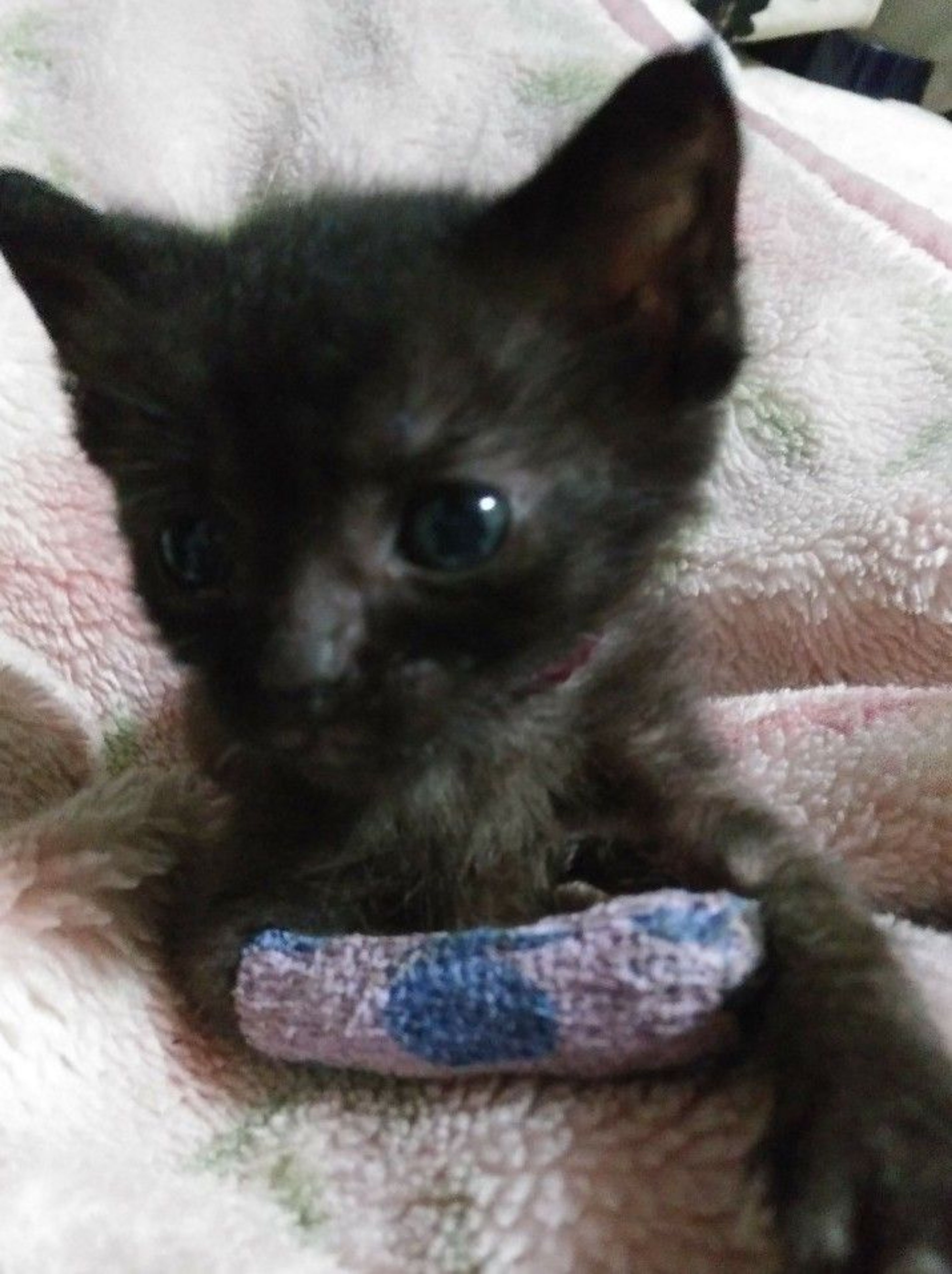 pet-image-2