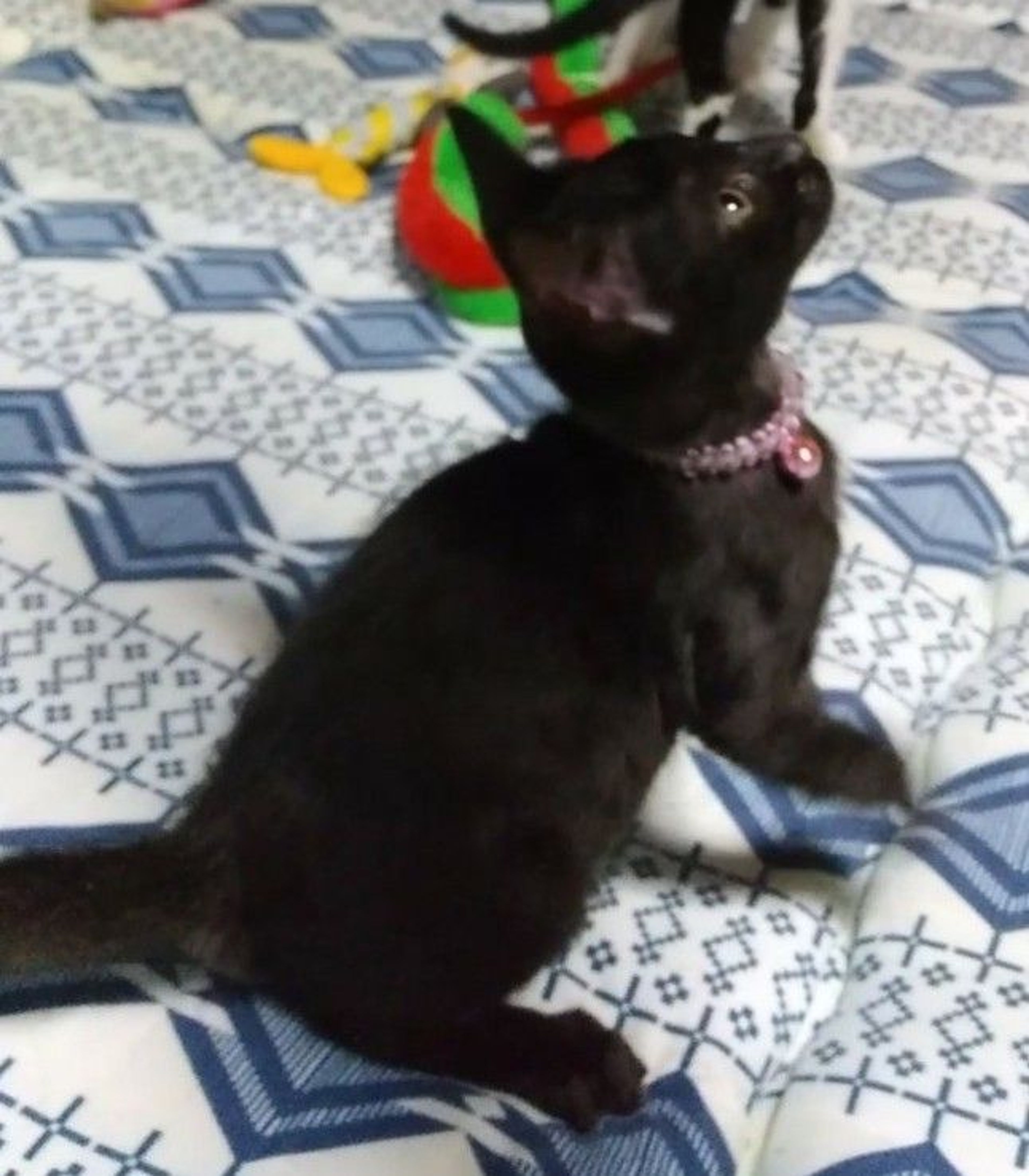 pet-image-4