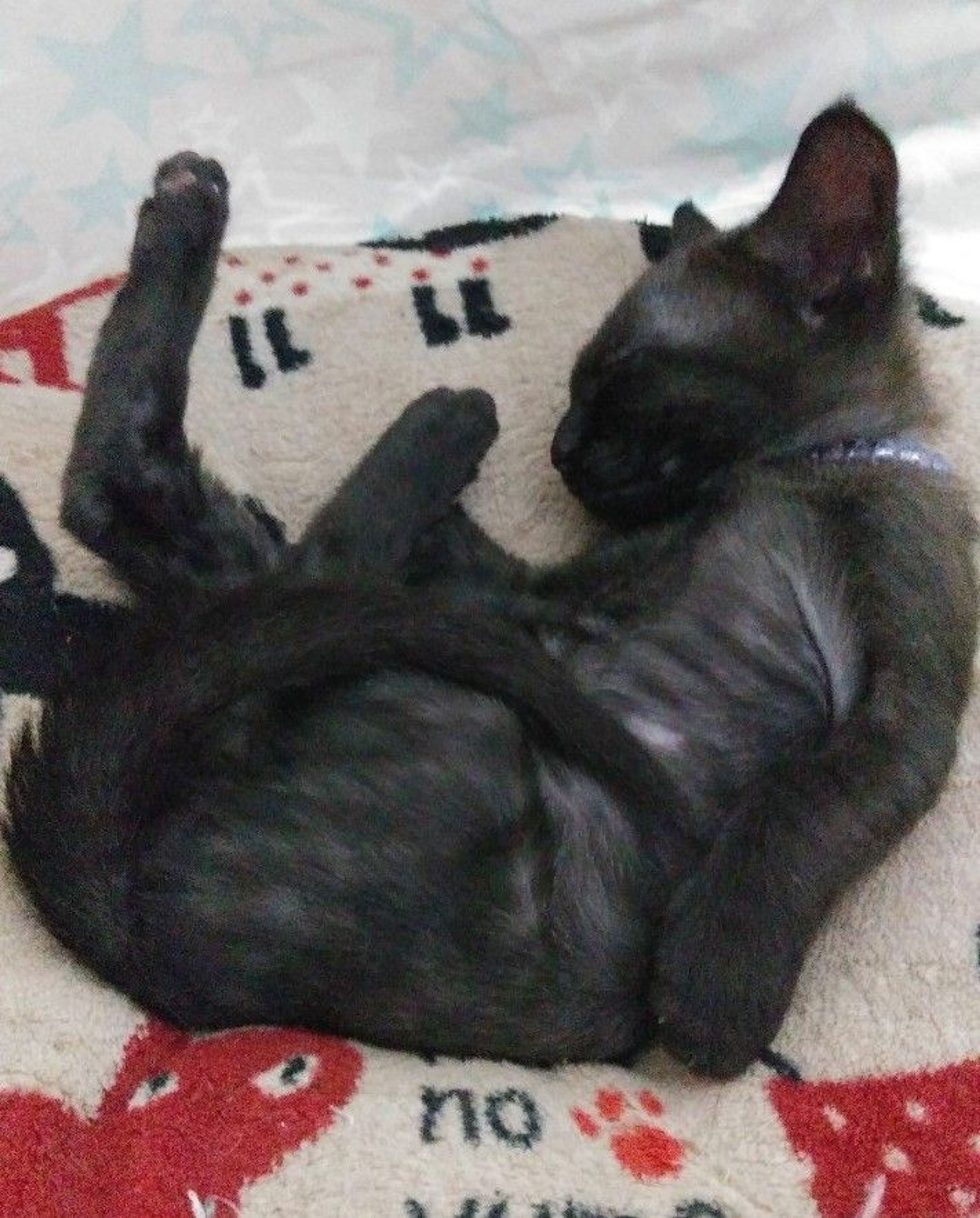 pet-image-5