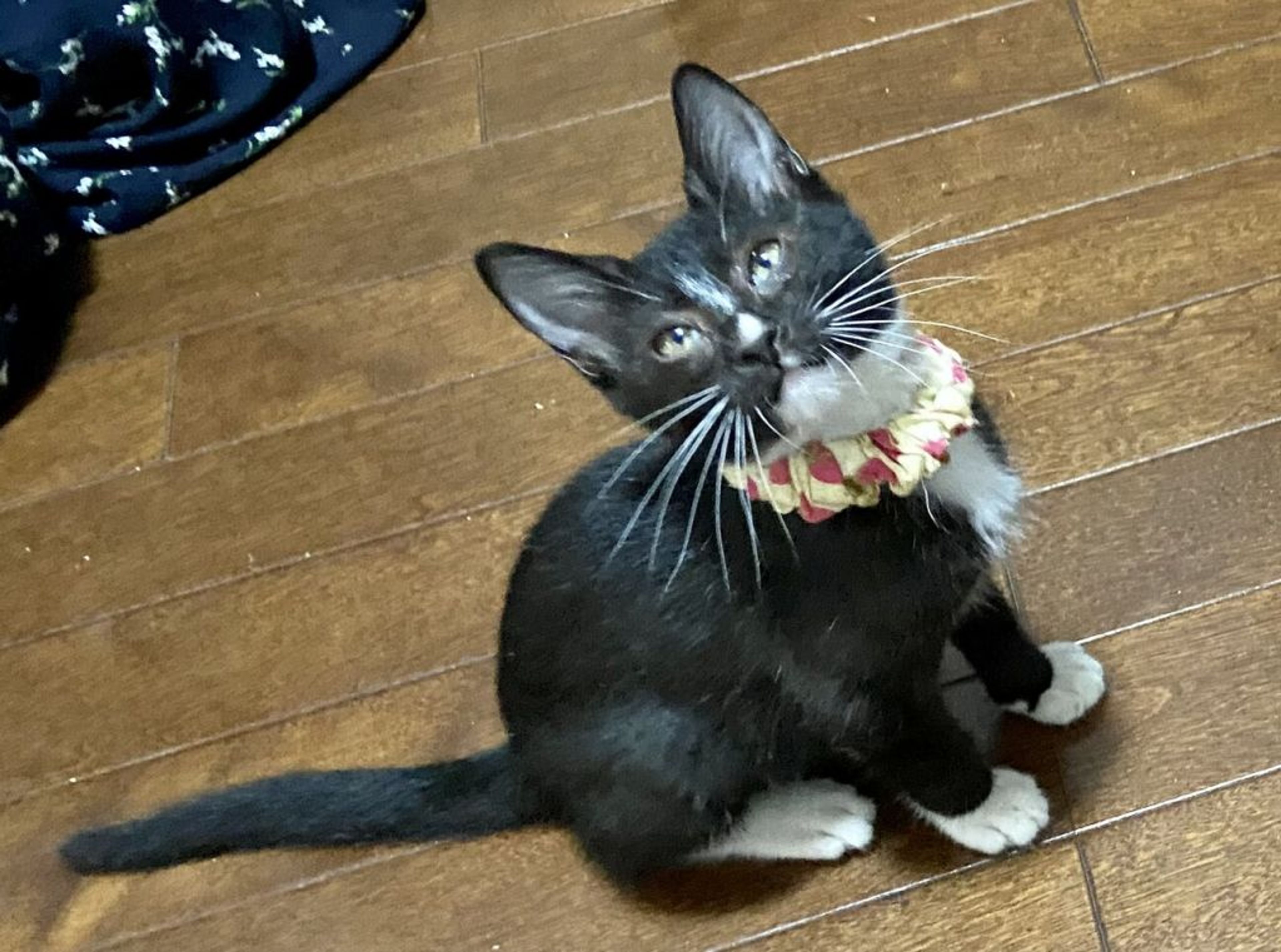 pet-image-3