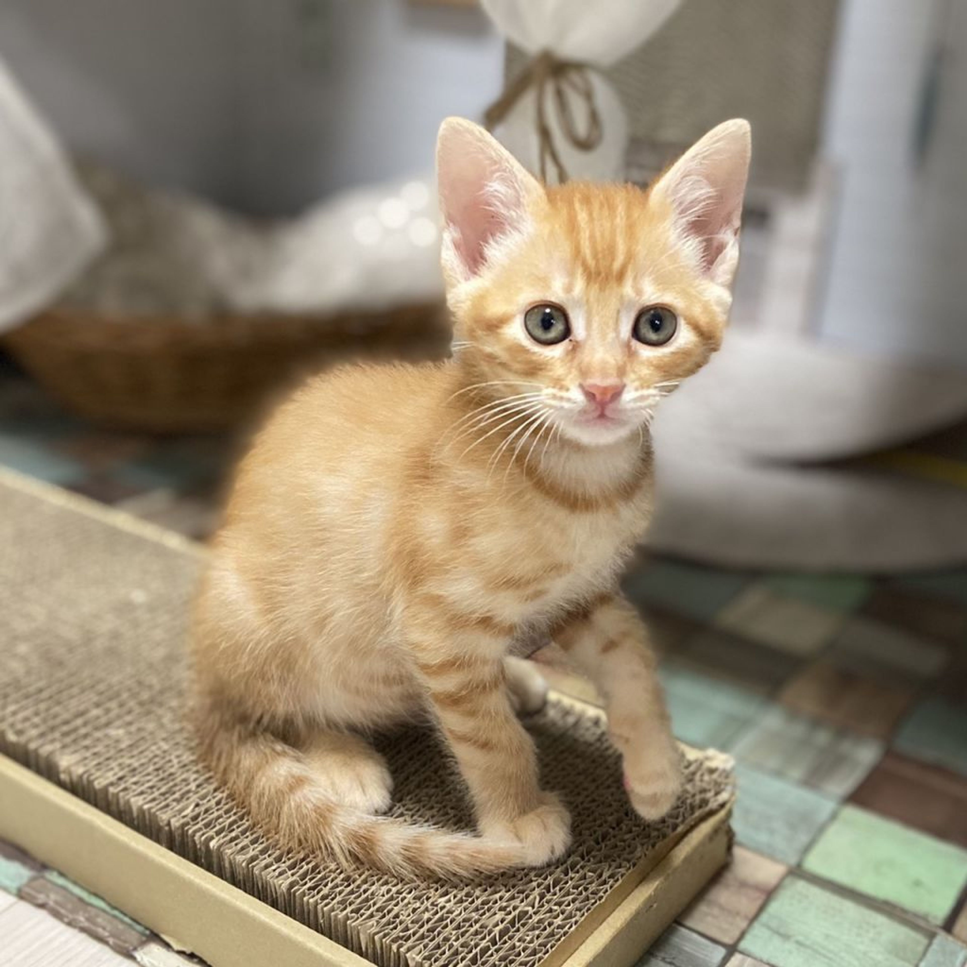 雑種（ミックス猫）・オスの里親募集の写真