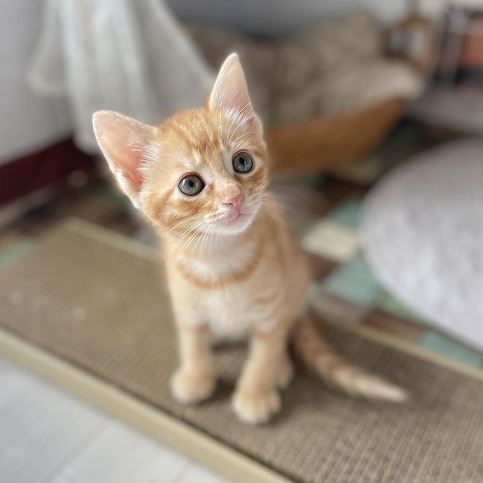 pet-image-2