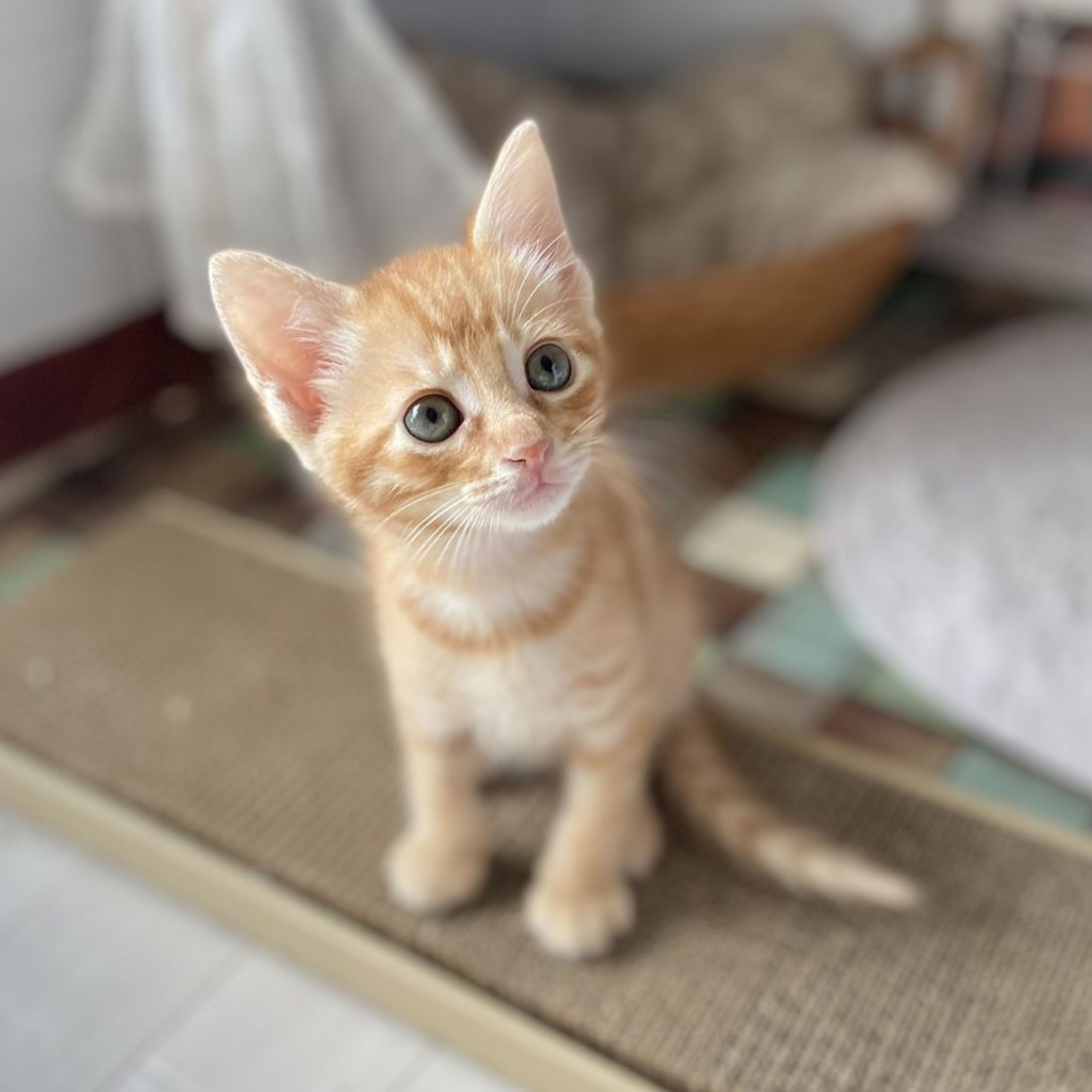 pet-image-2