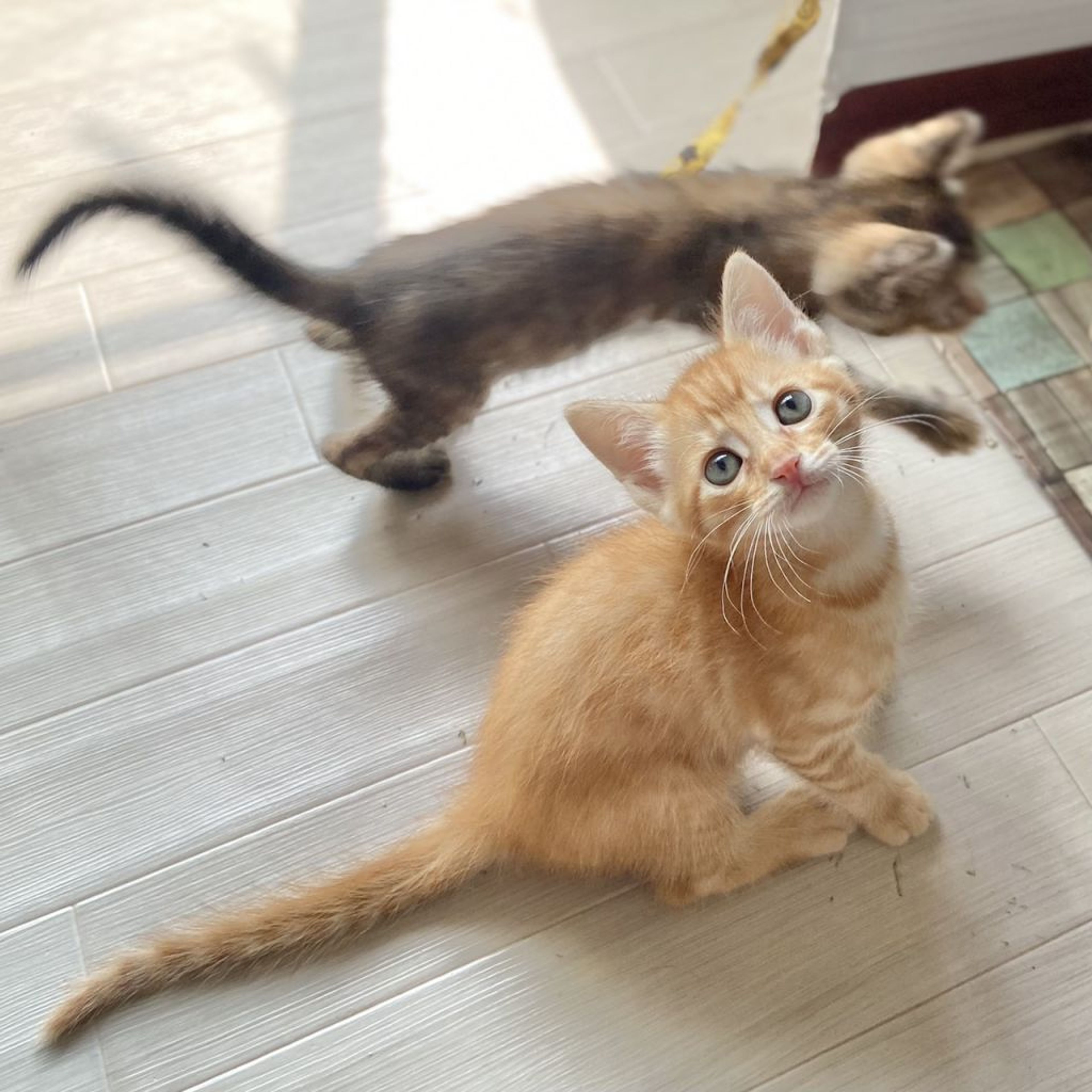 pet-image-3